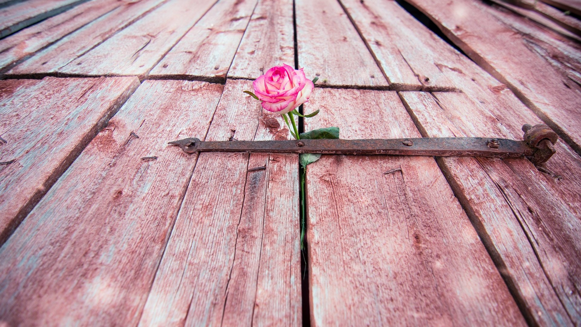 Обои цветок, роза, дверь, flower, rose, the door разрешение 2560x1541 Загрузить