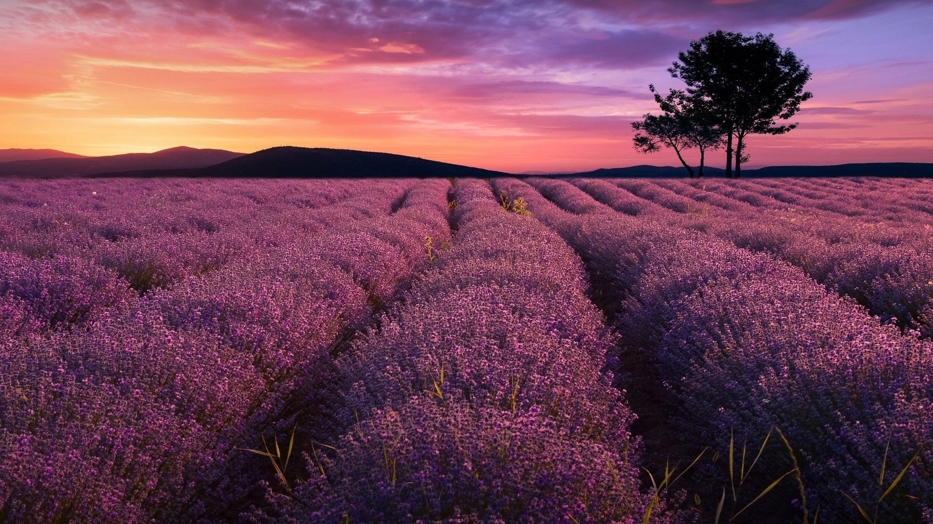 Обои цветы, деревья, вечер, природа, закат, поле, лаванда, за, flowers, trees, the evening, nature, sunset, field, lavender, for разрешение 2048x1306 Загрузить