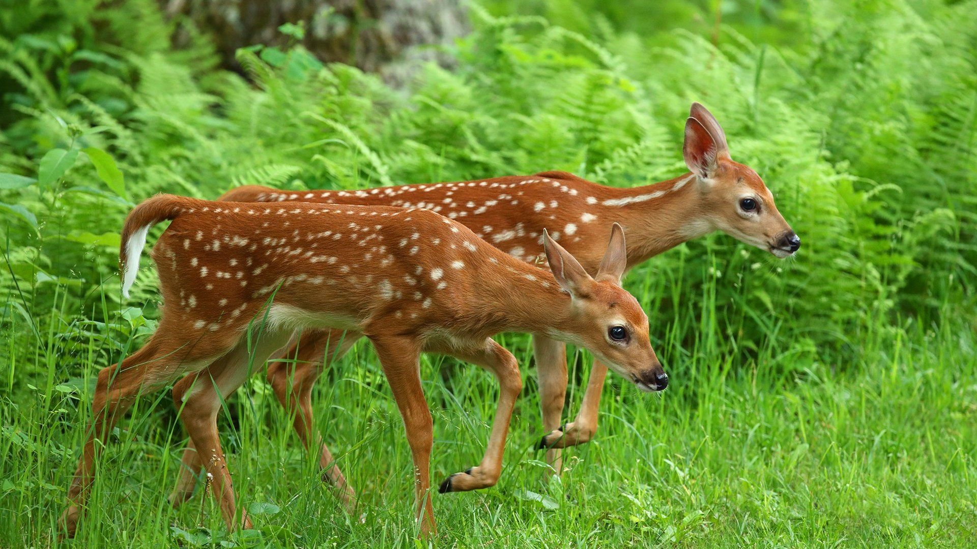 Обои трава, олень, животные, олени, папоротник, оленята, grass, deer, animals, fern, fawns разрешение 2048x1365 Загрузить