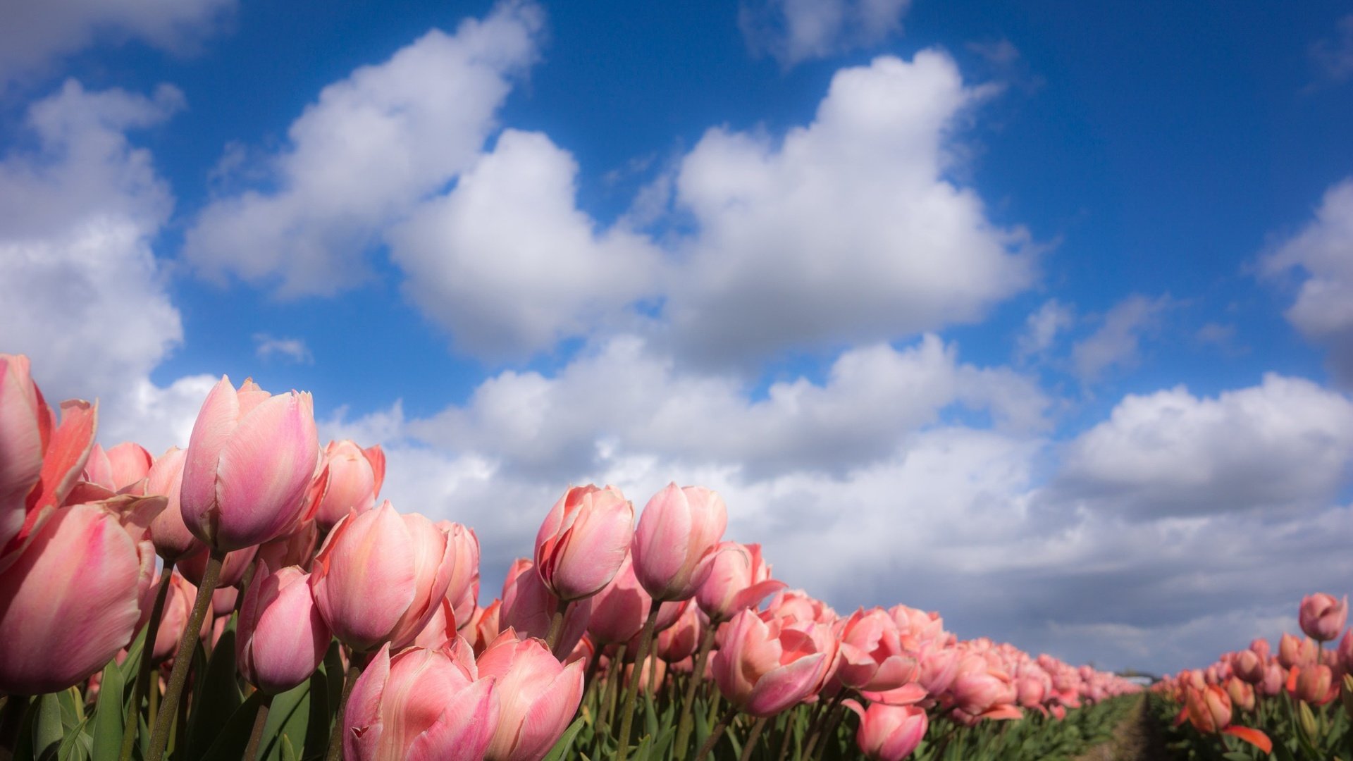 Обои небо, цветы, облака, природа, весна, тюльпаны, the sky, flowers, clouds, nature, spring, tulips разрешение 2048x1218 Загрузить