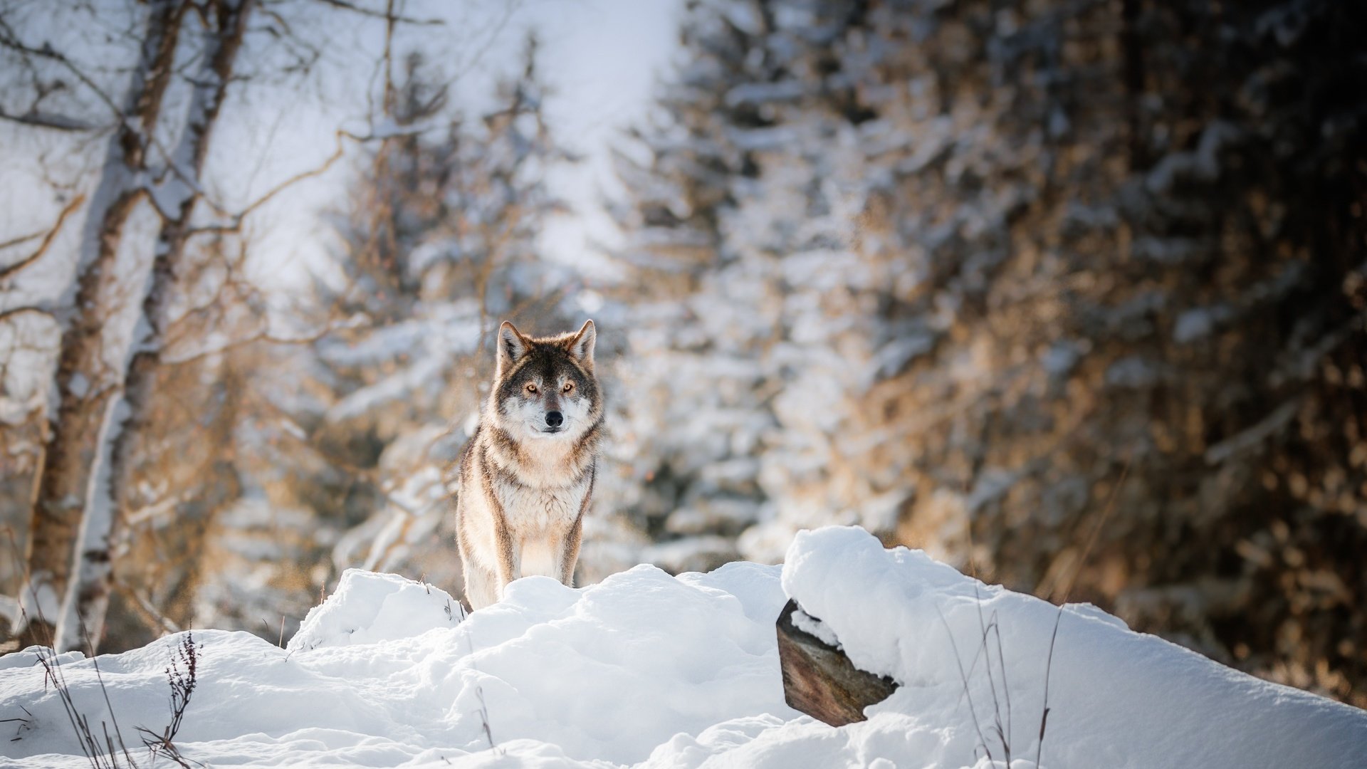 Обои глаза, морда, деревья, снег, лес, зима, взгляд, волк, eyes, face, trees, snow, forest, winter, look, wolf разрешение 1920x1100 Загрузить