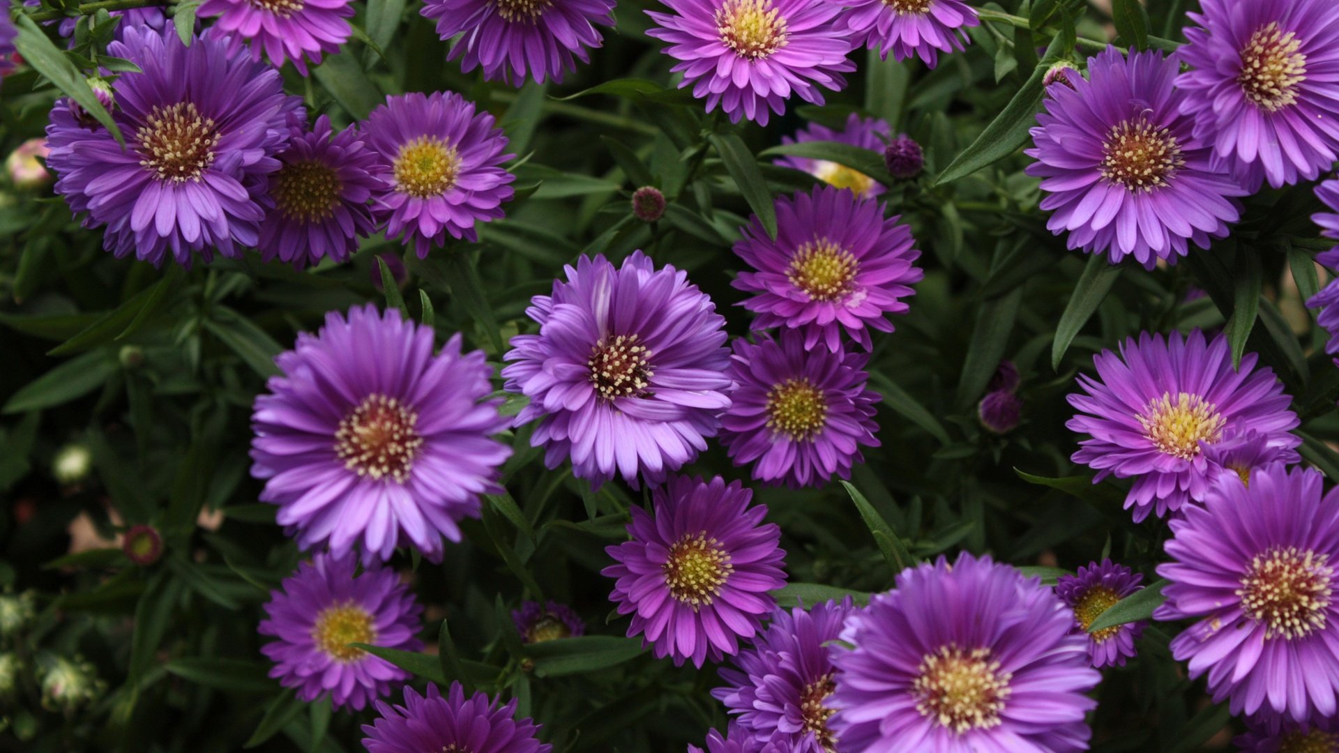 Обои цветы, фиолетовые, маргаритки, астры, flowers, purple, daisy, asters разрешение 2700x1800 Загрузить