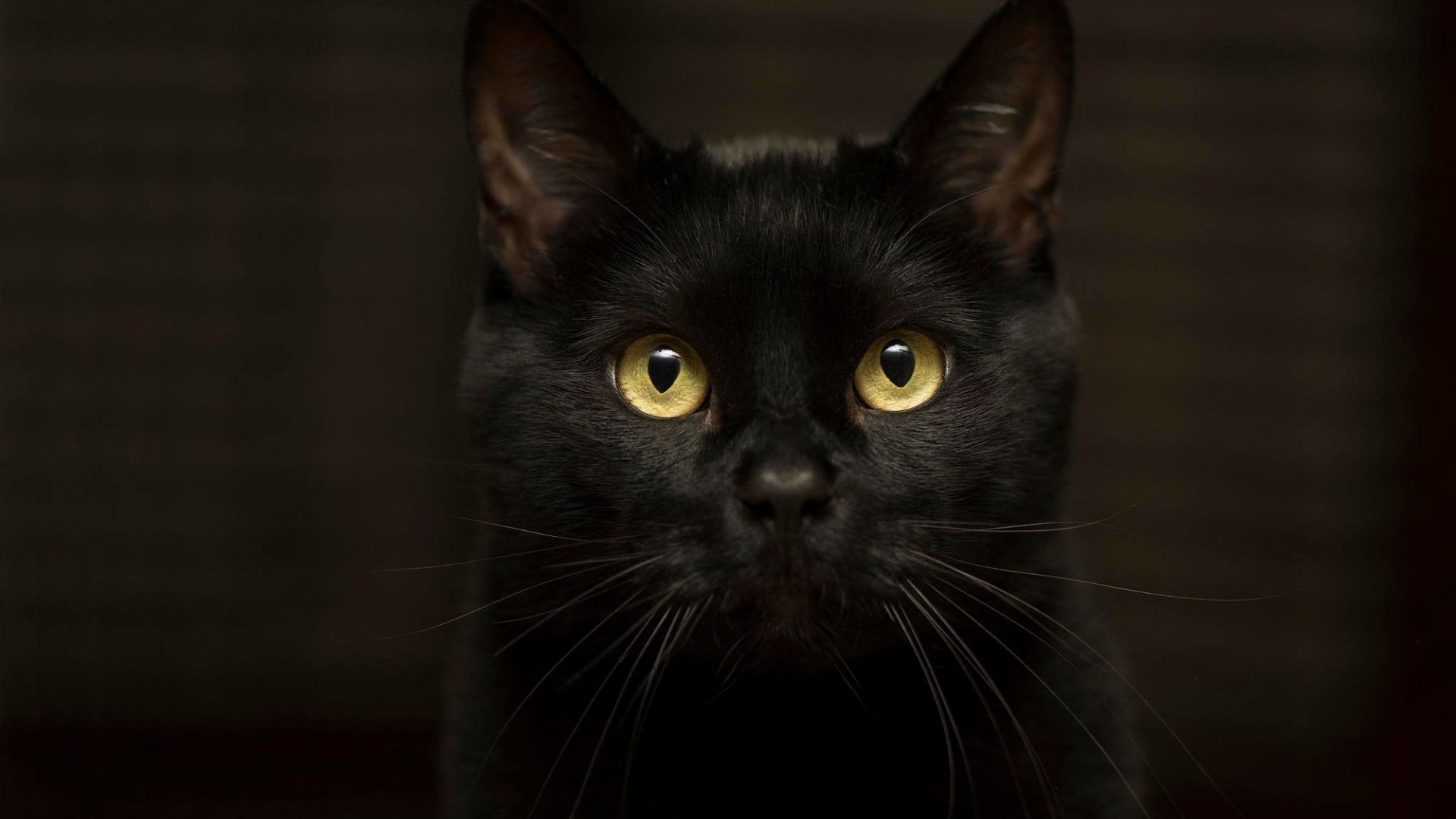 Обои глаза, фон, кот, усы, кошка, взгляд, черный, желтые глаза, eyes, background, cat, mustache, look, black, yellow eyes разрешение 1920x1200 Загрузить