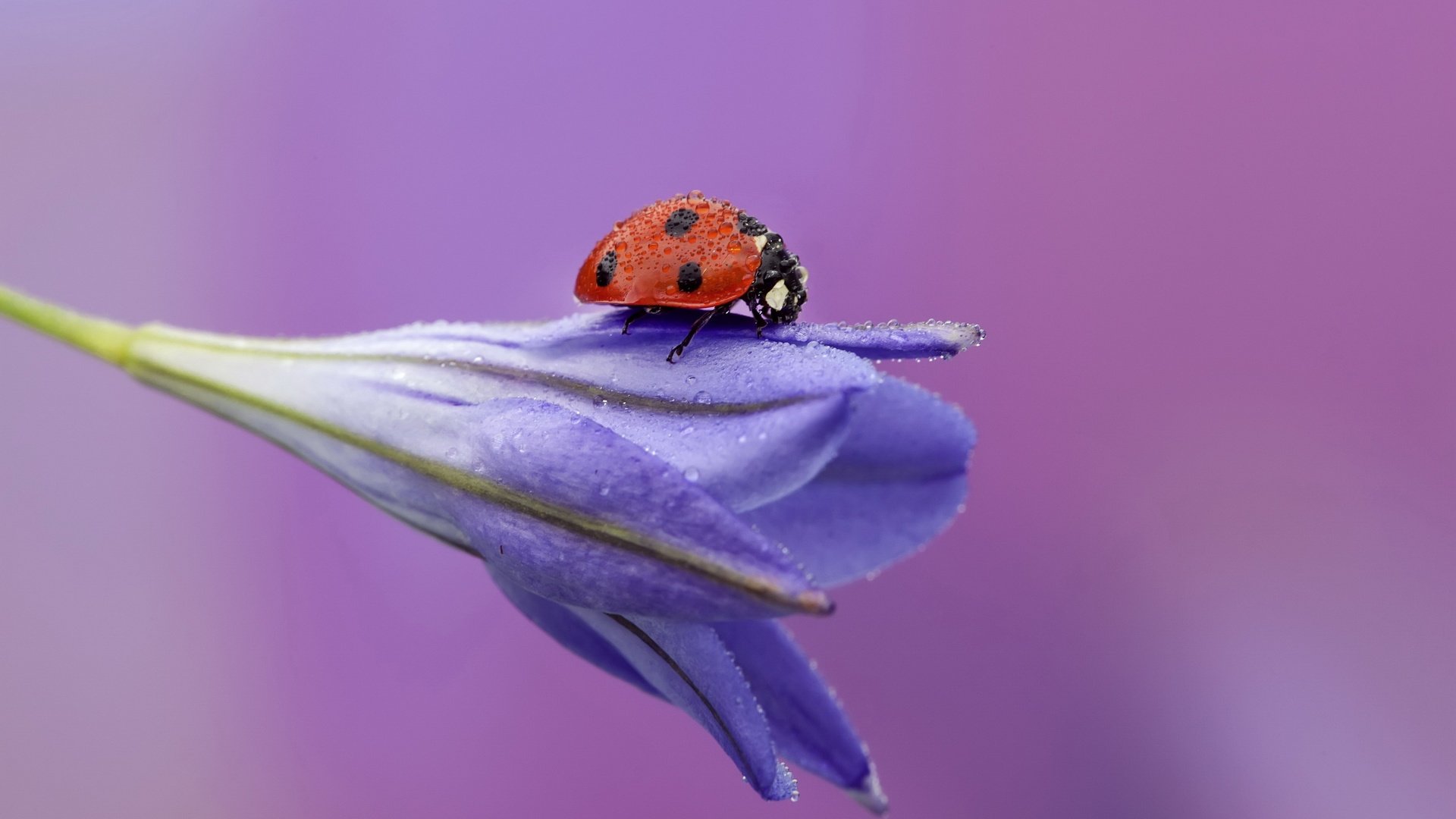 Обои жук, макро, насекомое, цветок, роса, божья коровка, бутон, beetle, macro, insect, flower, rosa, ladybug, bud разрешение 3000x2000 Загрузить