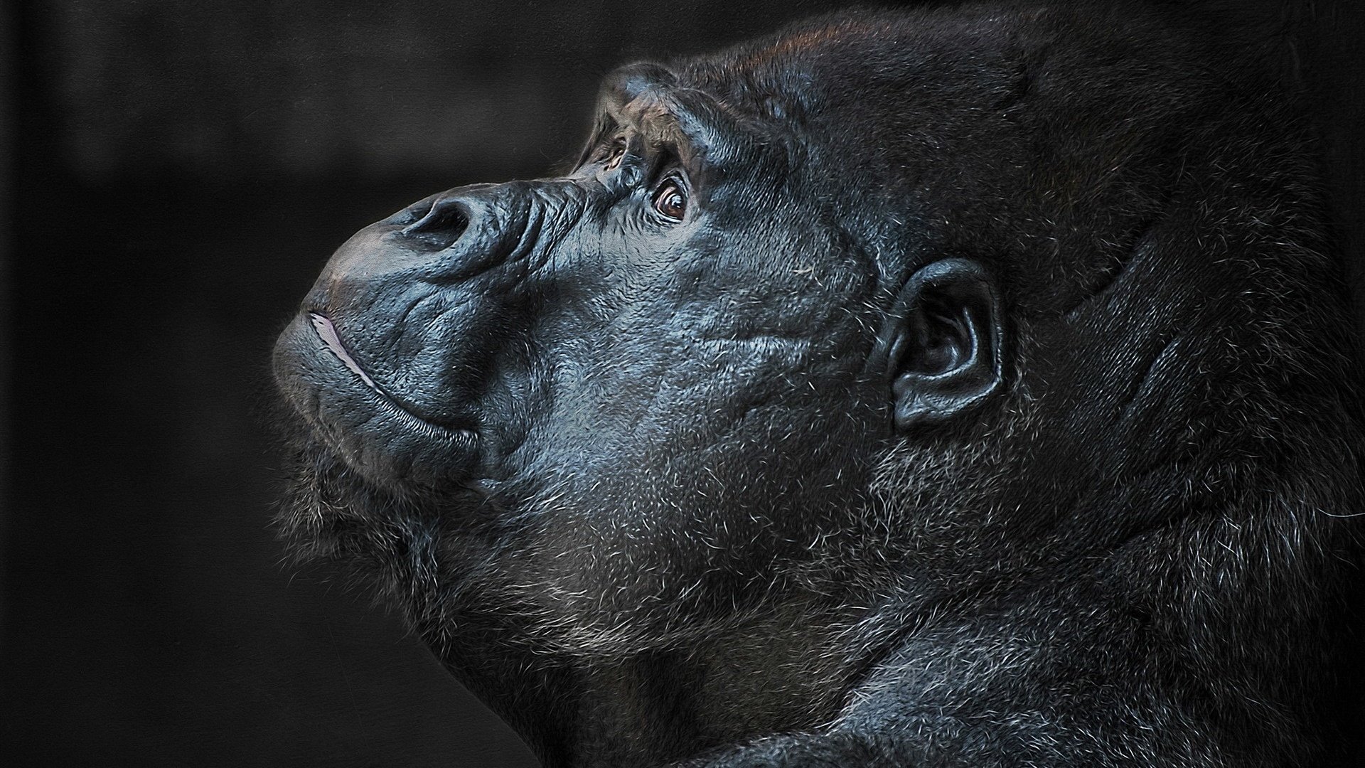 Обои морда, профиль, черный фон, обезьяна, голова, горилла, примат, face, profile, black background, monkey, head, gorilla, the primacy of разрешение 1920x1200 Загрузить