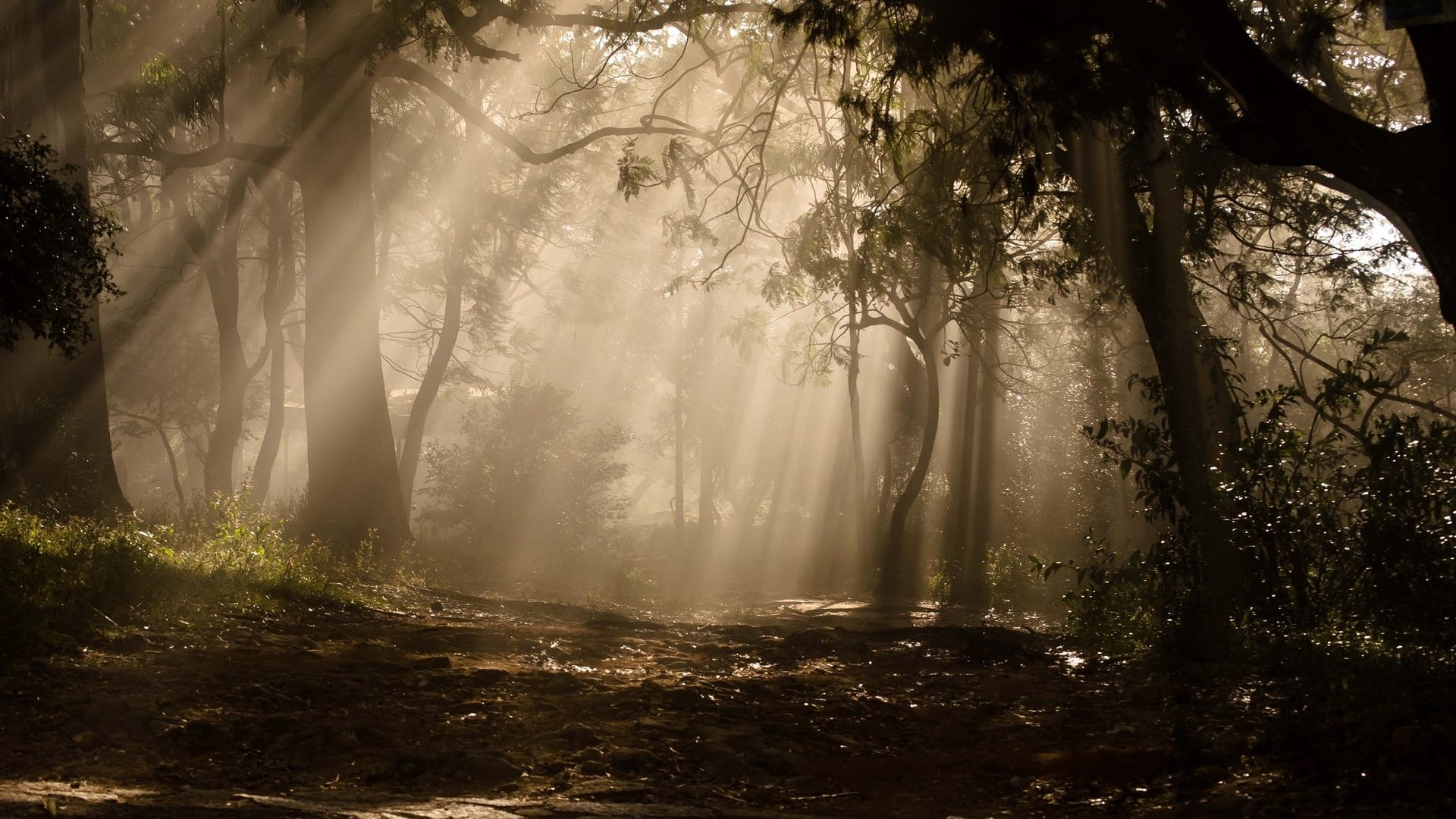 Обои деревья, растения, лес, солнечные лучи, trees, plants, forest, the sun's rays разрешение 2000x1325 Загрузить