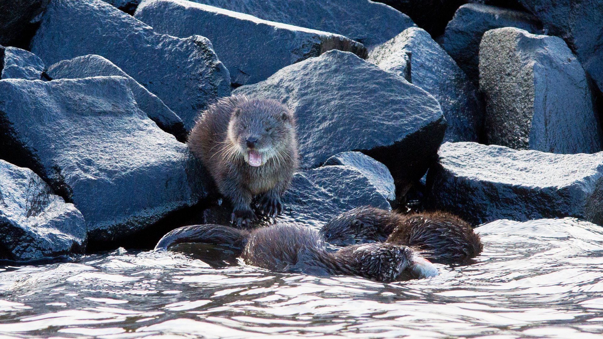 Обои вода, природа, камни, калан, морская выдра, выдра, выдры, alistair buchanan, water, nature, stones, kalan, sea otter, otter, otters разрешение 1920x1200 Загрузить