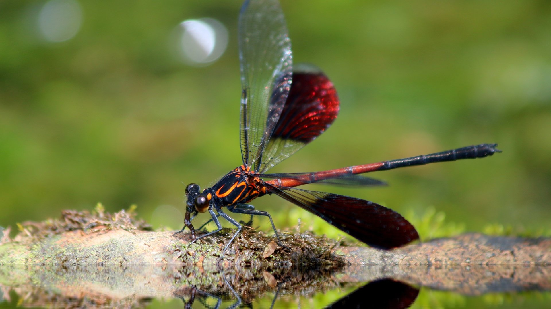 Обои насекомое, крылья, стрекоза, insect, wings, dragonfly разрешение 4852x3235 Загрузить