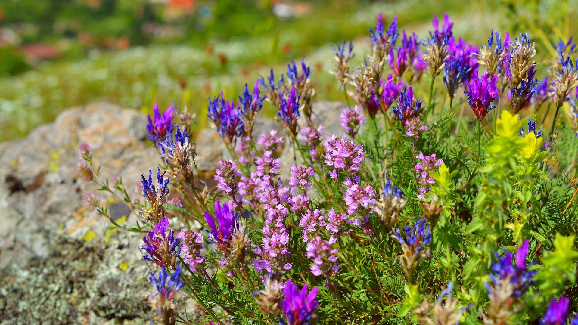 Обои цветы, цветение, весна, остролодочник, flowers, flowering, spring, oxytropis разрешение 3000x1920 Загрузить