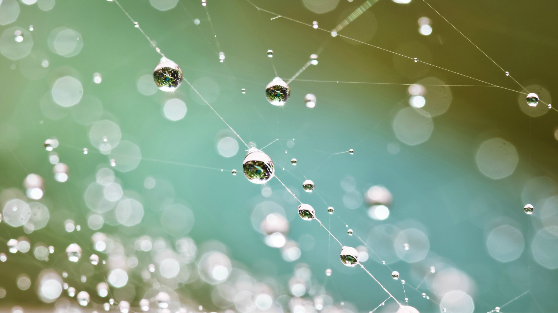 Обои макро, капли, дождь, паутина, carolyn lagattuta, macro, drops, rain, web разрешение 3840x2400 Загрузить