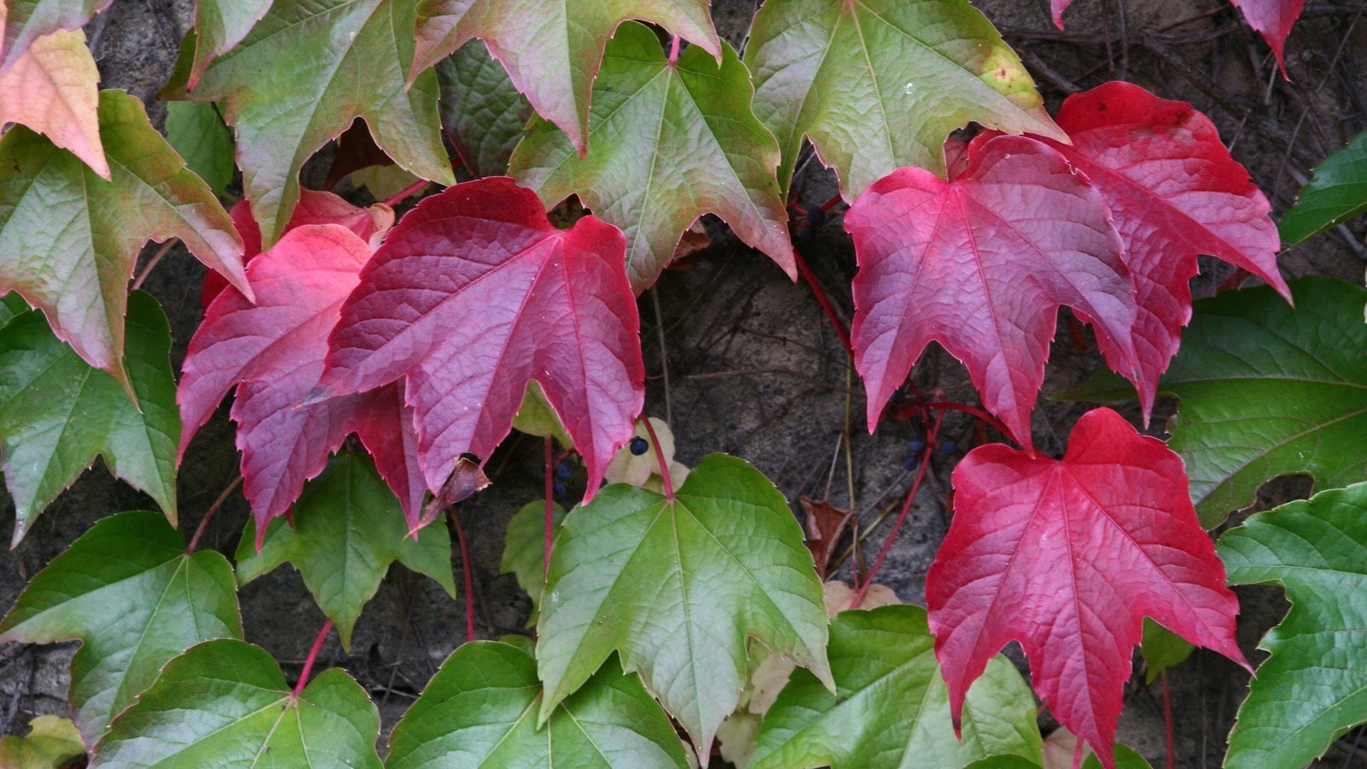 Обои листья, осень, растение, leaves, autumn, plant разрешение 2400x1600 Загрузить