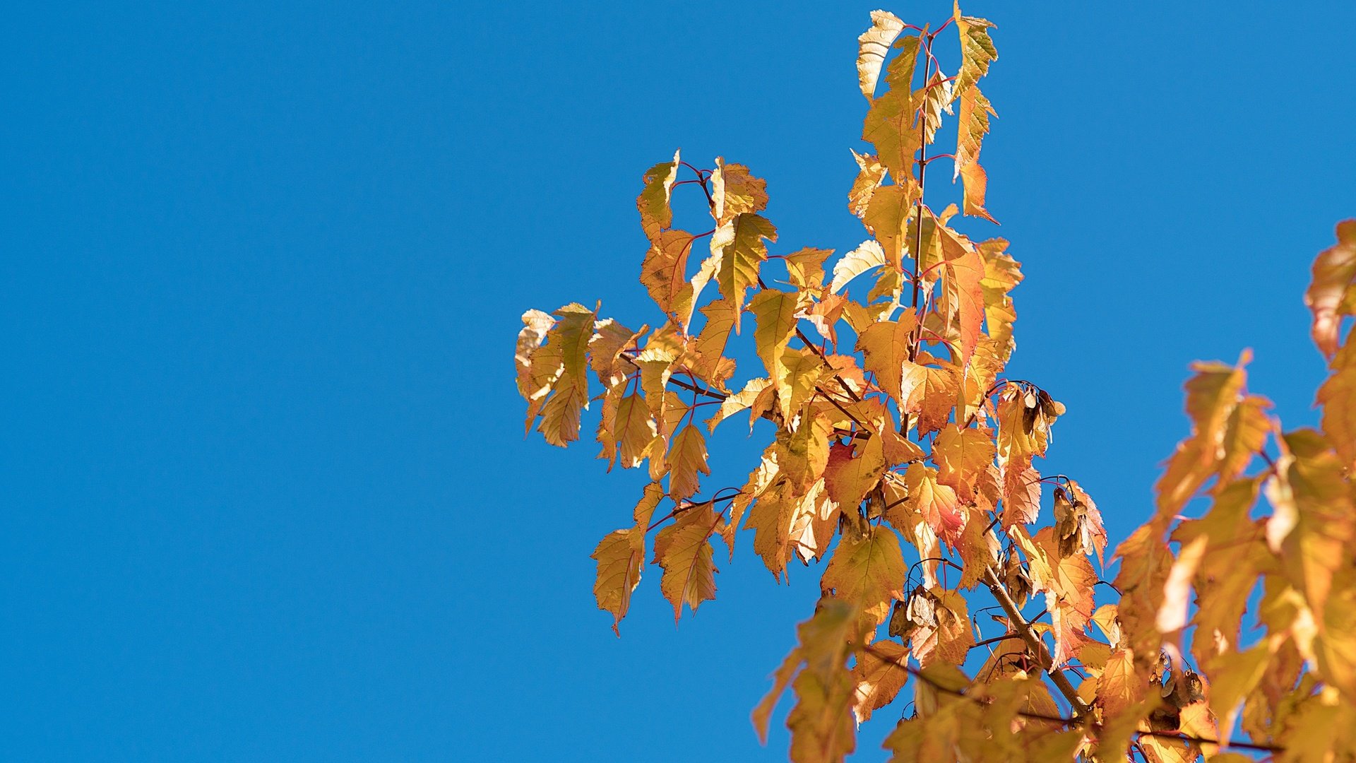 Обои небо, природа, дерево, листья, ветки, листва, осень, the sky, nature, tree, leaves, branches, foliage, autumn разрешение 4000x2667 Загрузить