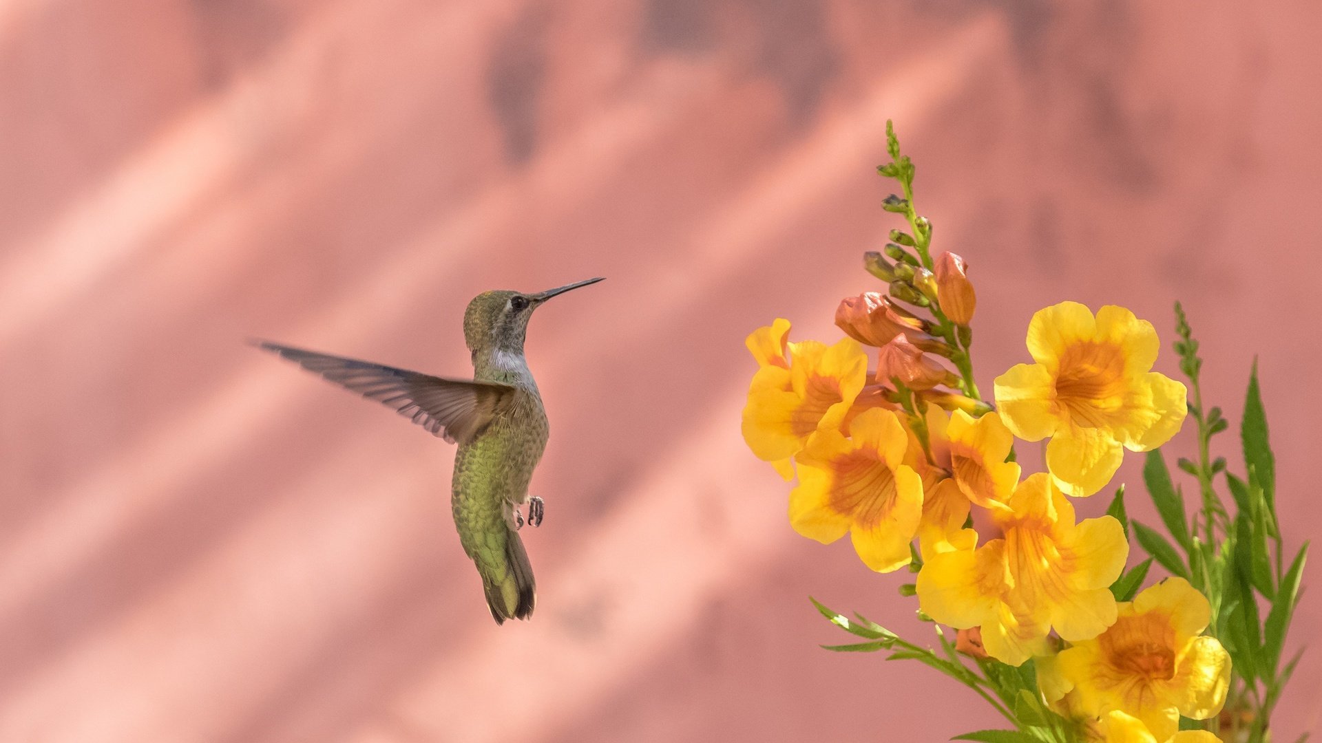 Обои цветы, птица, клюв, перья, колибри, калипта анны, бигнония, flowers, bird, beak, feathers, hummingbird, calypte anna, bignonia разрешение 2048x1173 Загрузить