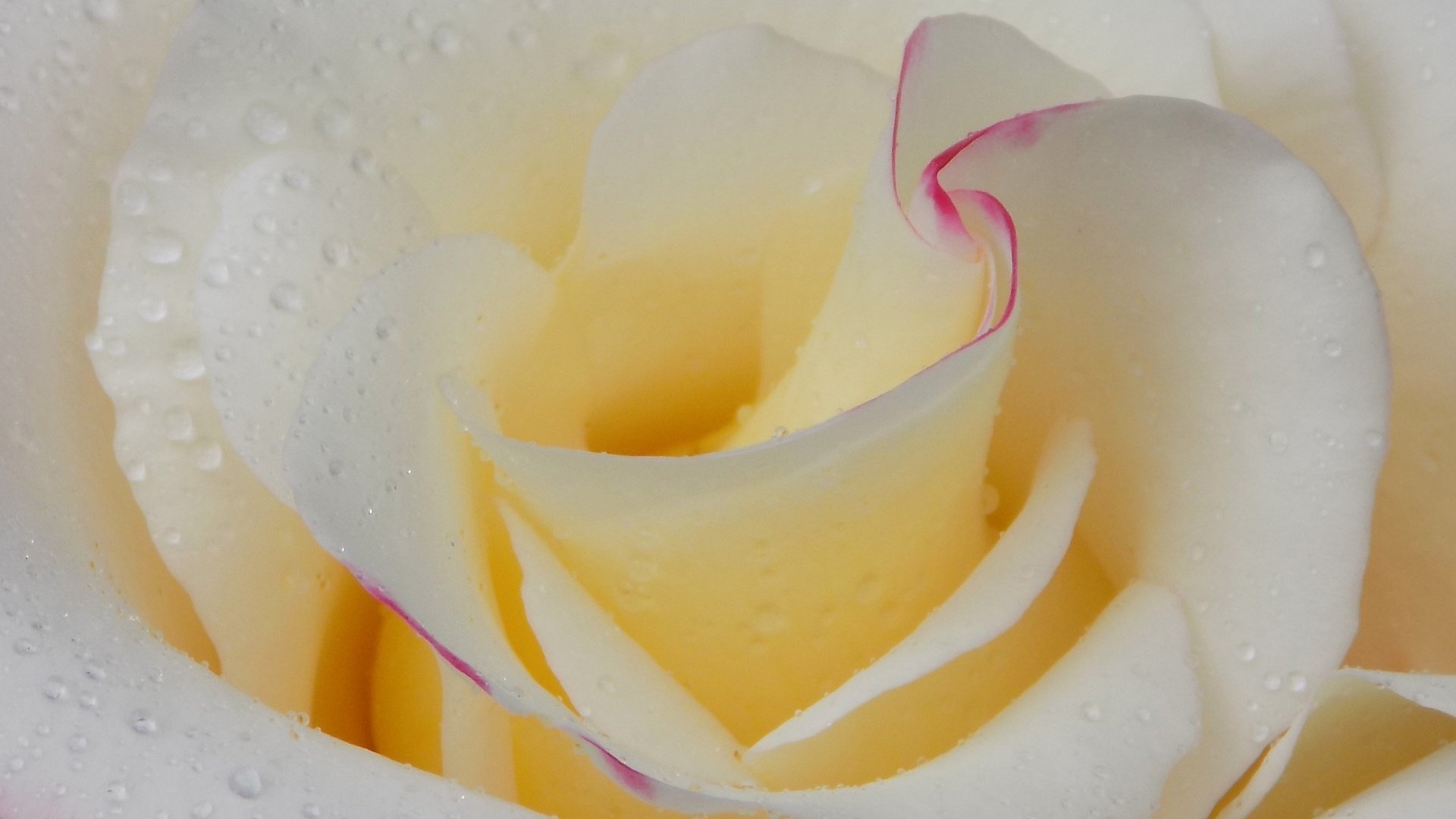 Обои вода, цветок, роса, капли, роза, лепестки, water, flower, rosa, drops, rose, petals разрешение 2748x1600 Загрузить