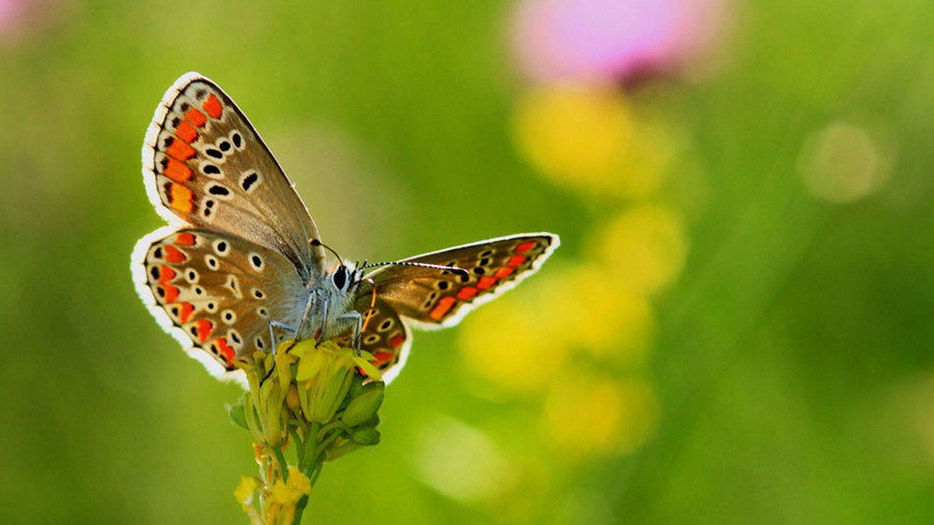 Обои цветы, насекомое, бабочка, крылья, размытость, necdet yasar, flowers, insect, butterfly, wings, blur разрешение 1920x1278 Загрузить