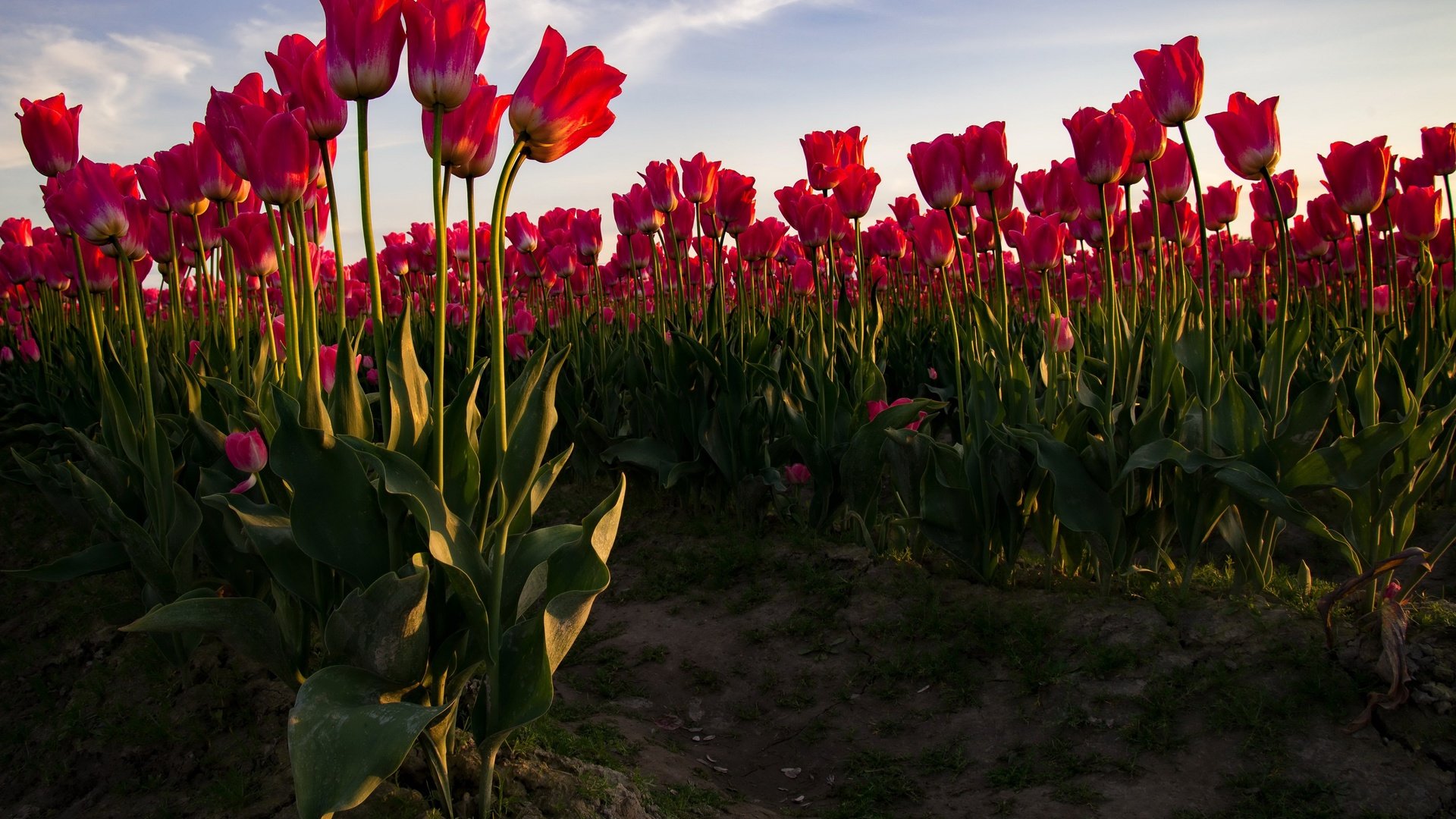 Обои небо, стебли, цветы, бутоны, поле, лепестки, красные, весна, тюльпаны, the sky, stems, flowers, buds, field, petals, red, spring, tulips разрешение 4000x2700 Загрузить