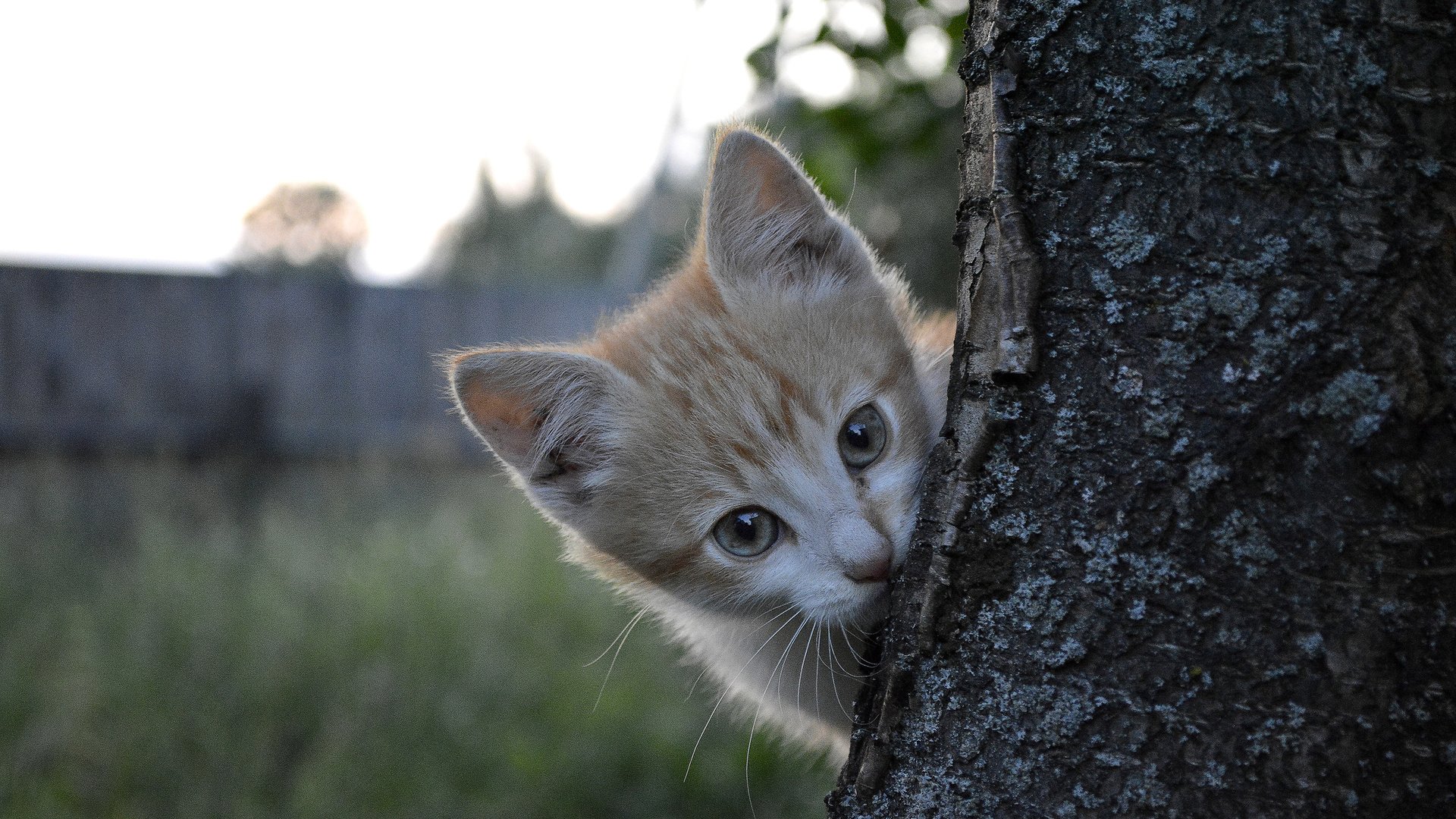 Обои природа, дерево, кот, котик, nature, tree, cat разрешение 2560x1600 Загрузить