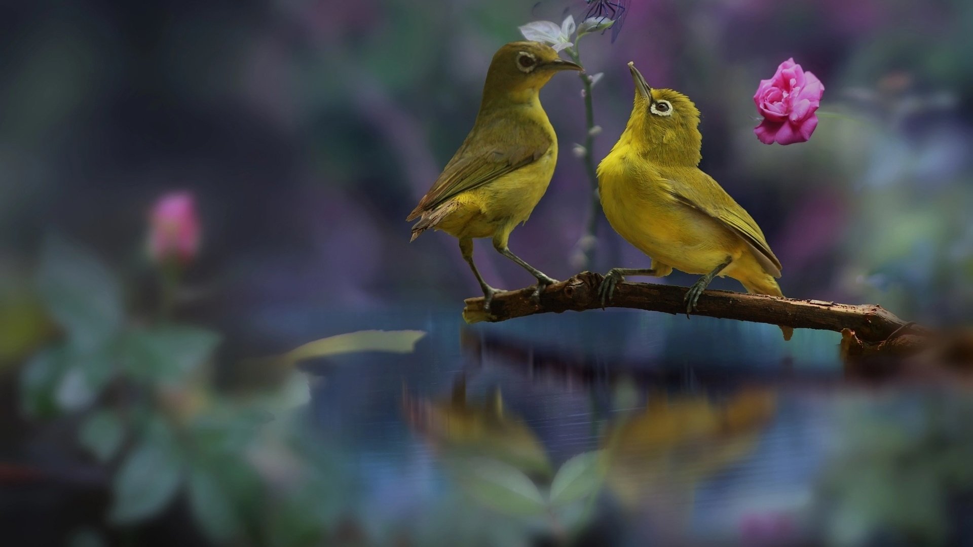 Обои птички, белоглазки, birds, the white-eye разрешение 1920x1200 Загрузить