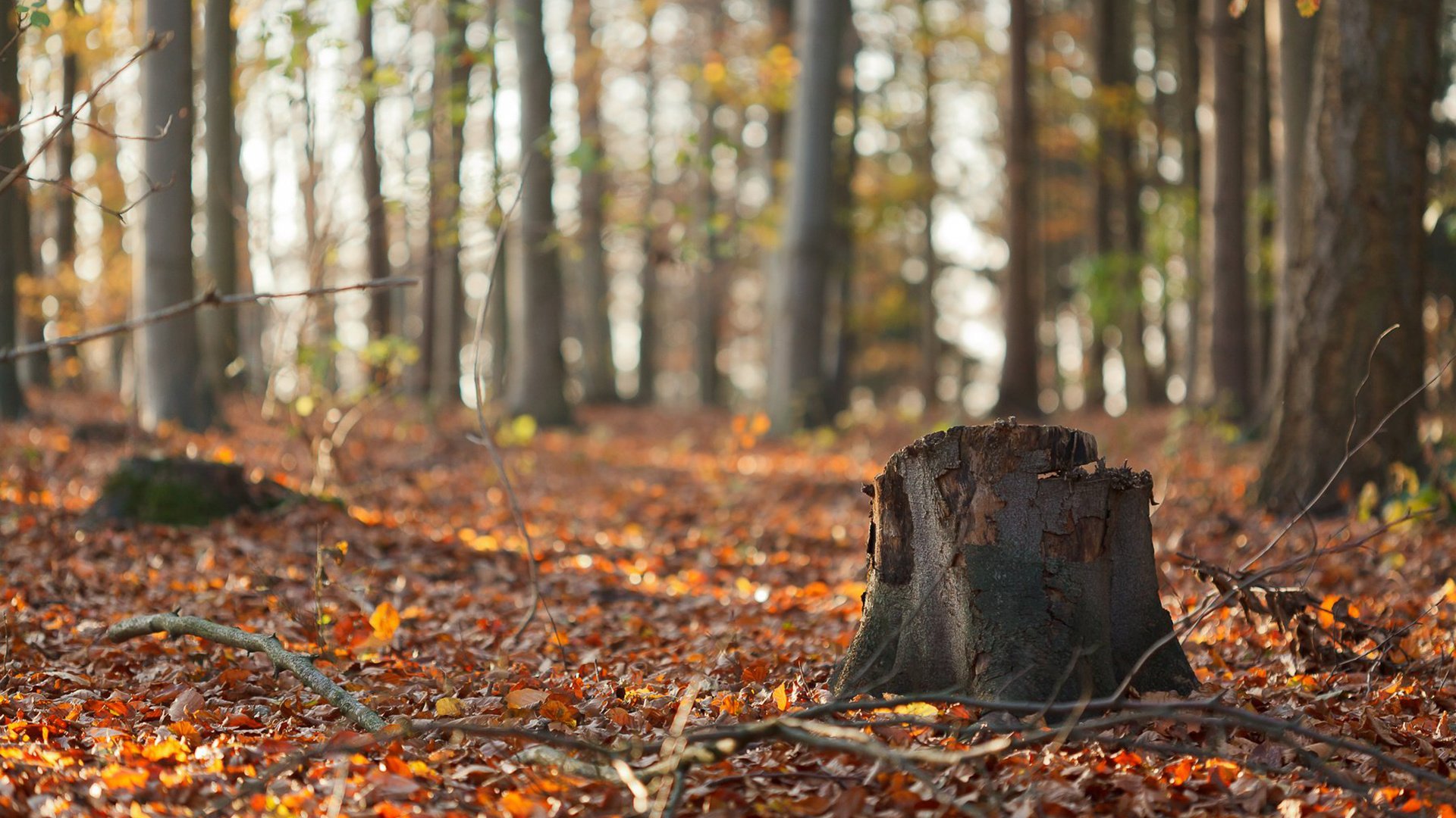 Обои природа, лес, листья, ветки, стволы, осень, пень, осенние листья, nature, forest, leaves, branches, trunks, autumn, stump, autumn leaves разрешение 1920x1200 Загрузить