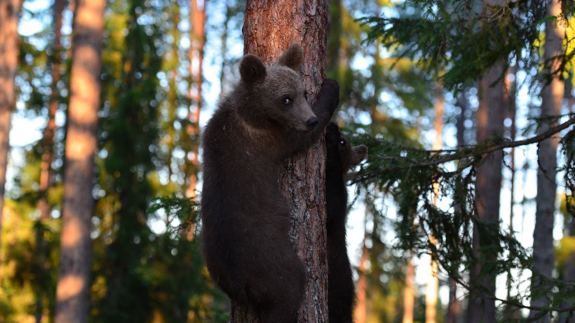 Обои деревья, лес, медведи, медвежата, trees, forest, bears разрешение 2048x1356 Загрузить