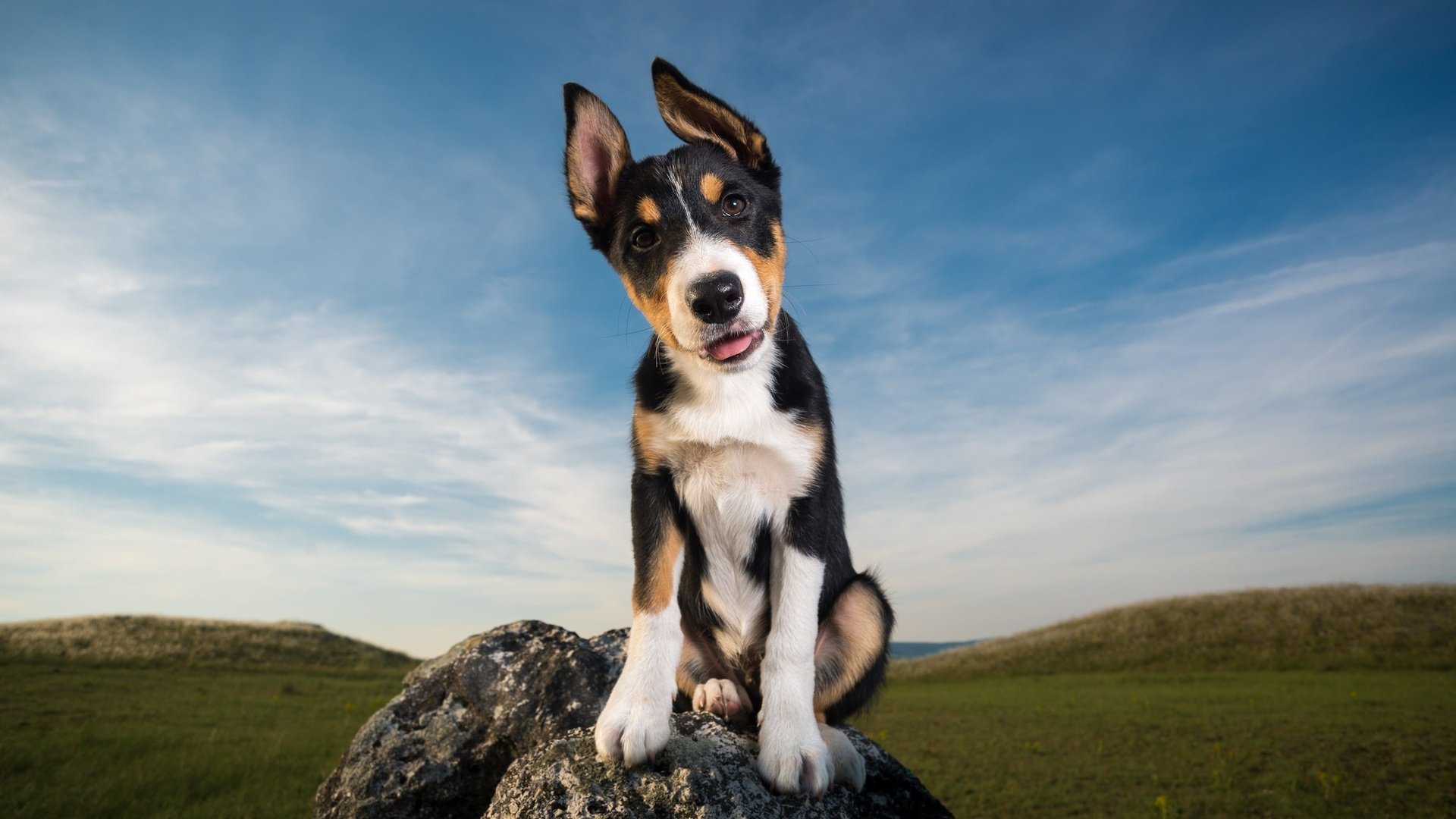 Обои небо, облака, камни, поле, взгляд, собака, щенок, уши, the sky, clouds, stones, field, look, dog, puppy, ears разрешение 2048x1307 Загрузить