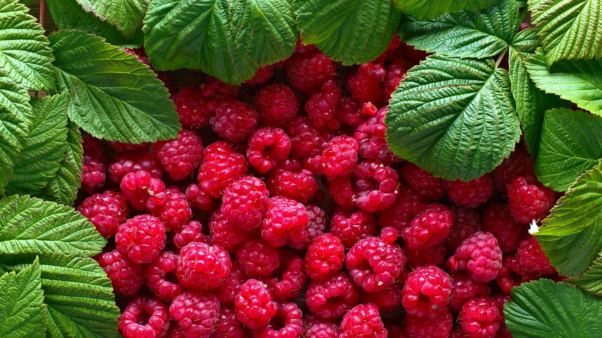 Обои листья, малина, ягоды, leaves, raspberry, berries разрешение 2880x1920 Загрузить