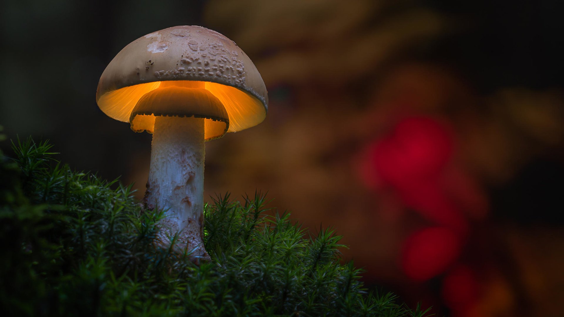 Обои размытость, гриб, подсветка, мох, шляпка, marcel z, blur, mushroom, backlight, moss, hat разрешение 2048x1365 Загрузить