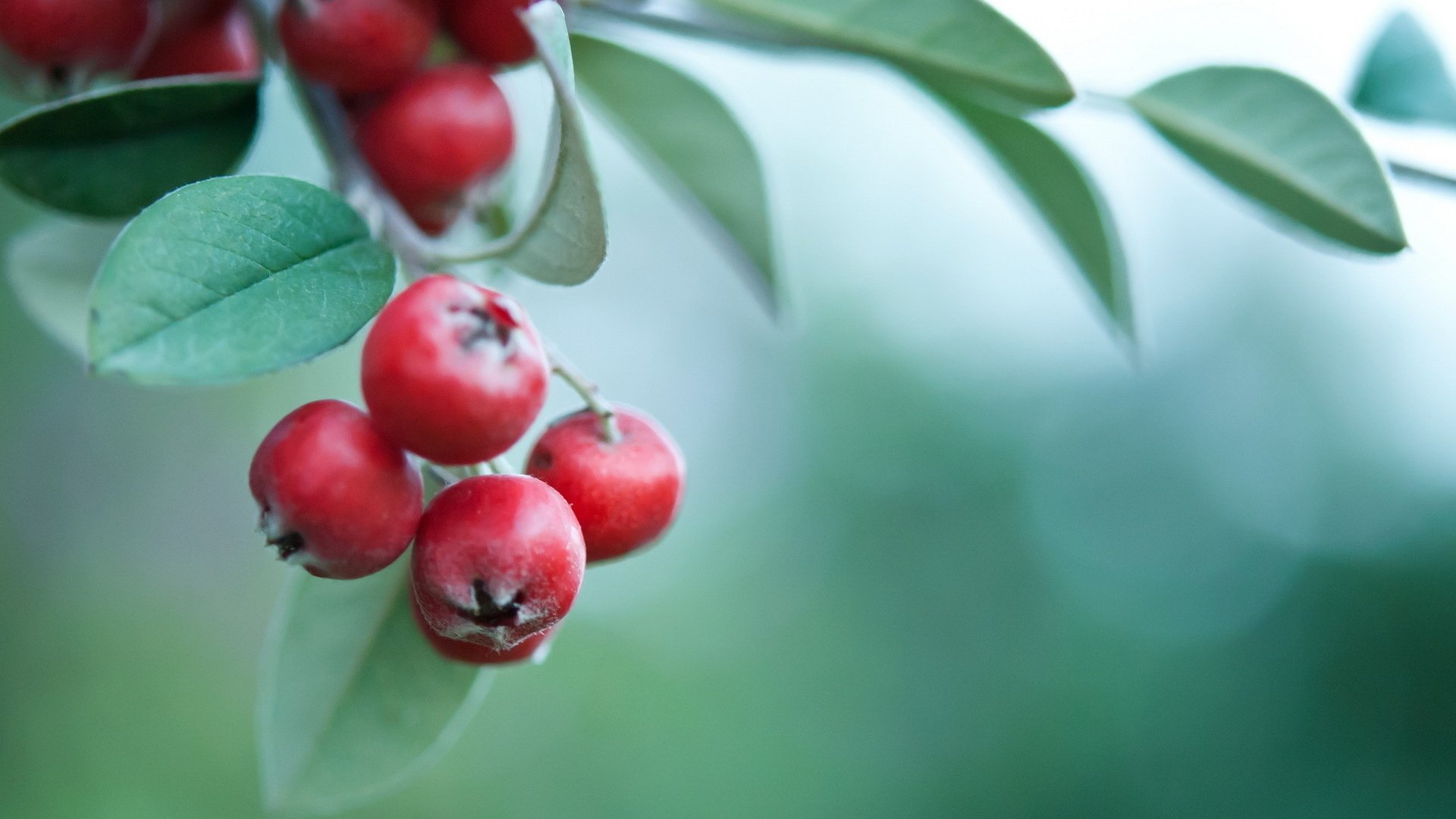 Обои ветка, листья, фон, ягоды, боярышник, branch, leaves, background, berries, hawthorn разрешение 1920x1200 Загрузить