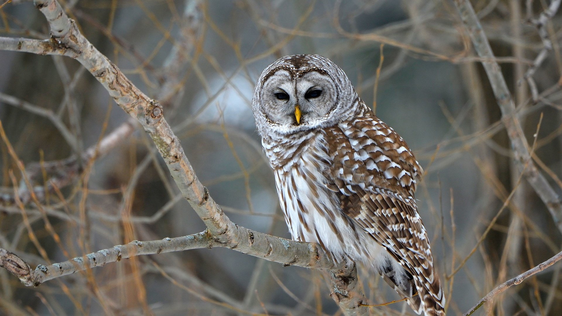 Обои деревья, сова, природа, ветки, птица, боке, неясыть, barred owl, trees, owl, nature, branches, bird, bokeh разрешение 2048x1294 Загрузить