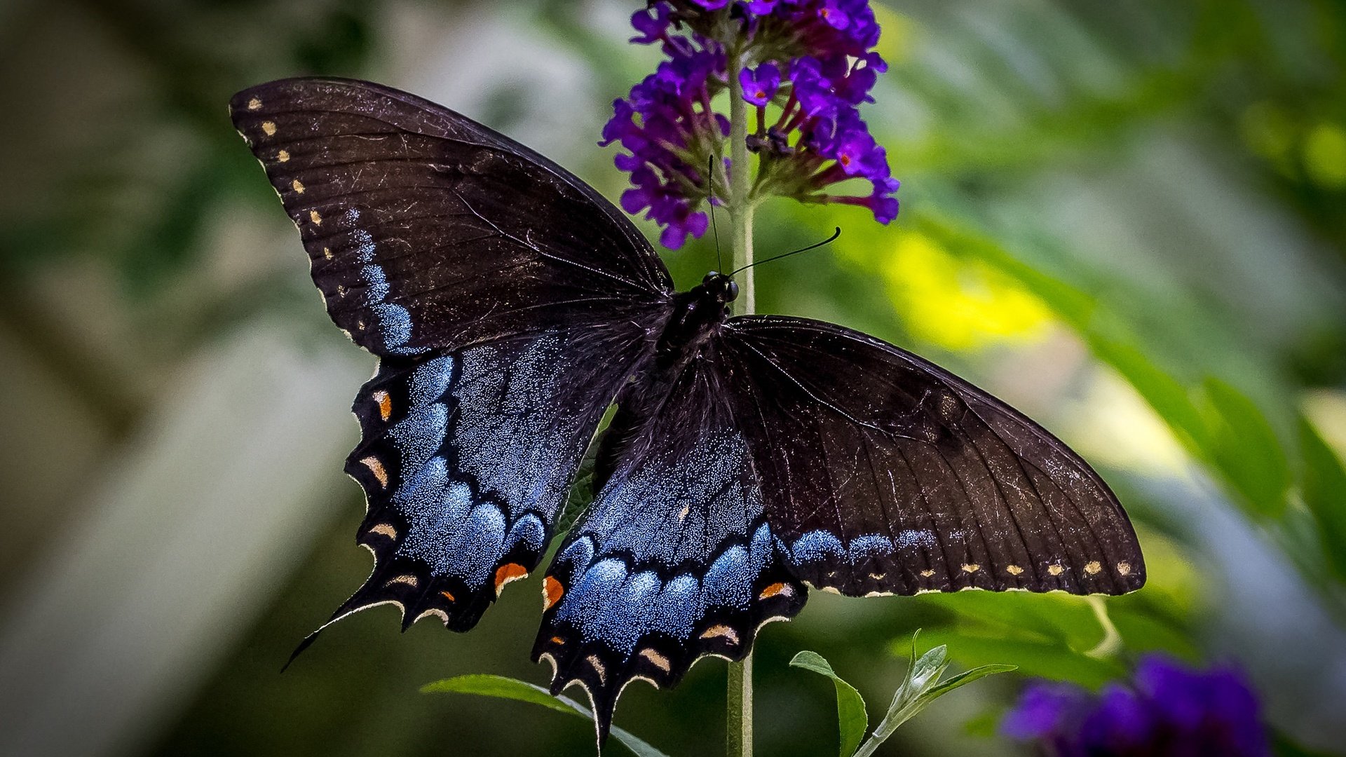 Обои цветы, макро, бабочка, крылья, flowers, macro, butterfly, wings разрешение 2048x1365 Загрузить