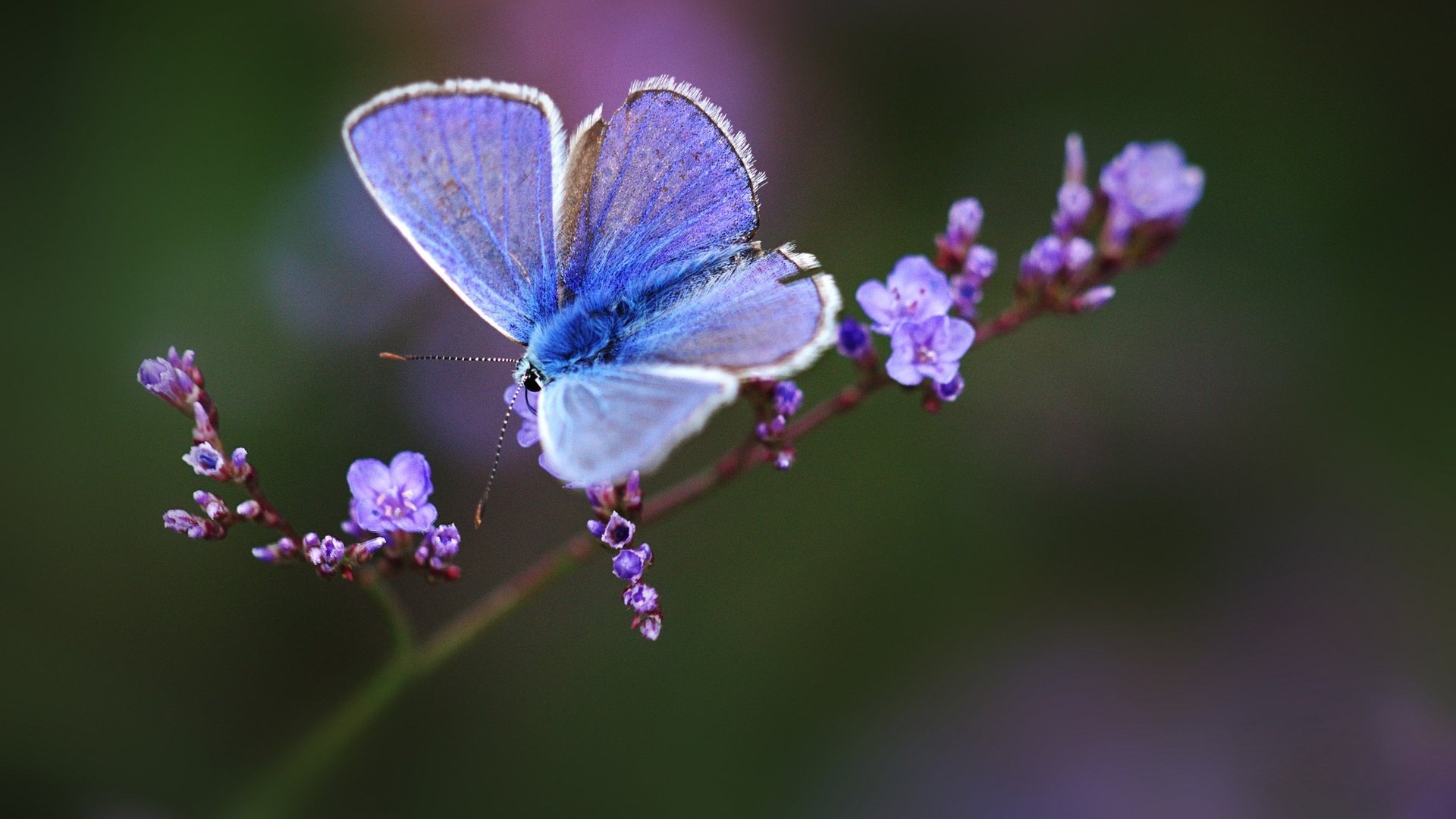 Обои макро, бабочка, веточка, цветки, боке, macro, butterfly, sprig, flowers, bokeh разрешение 2048x1152 Загрузить