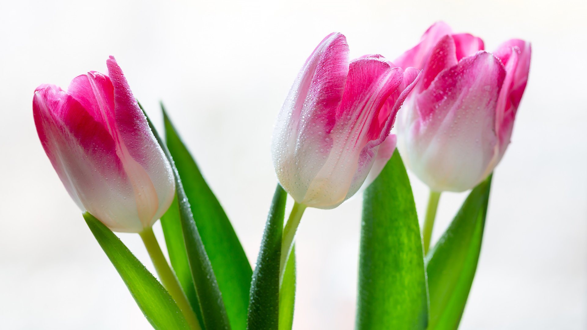 Обои цветы, тюльпаны, на белом фоне, капли воды, flowers, tulips, on a white background, water drops разрешение 2304x1536 Загрузить