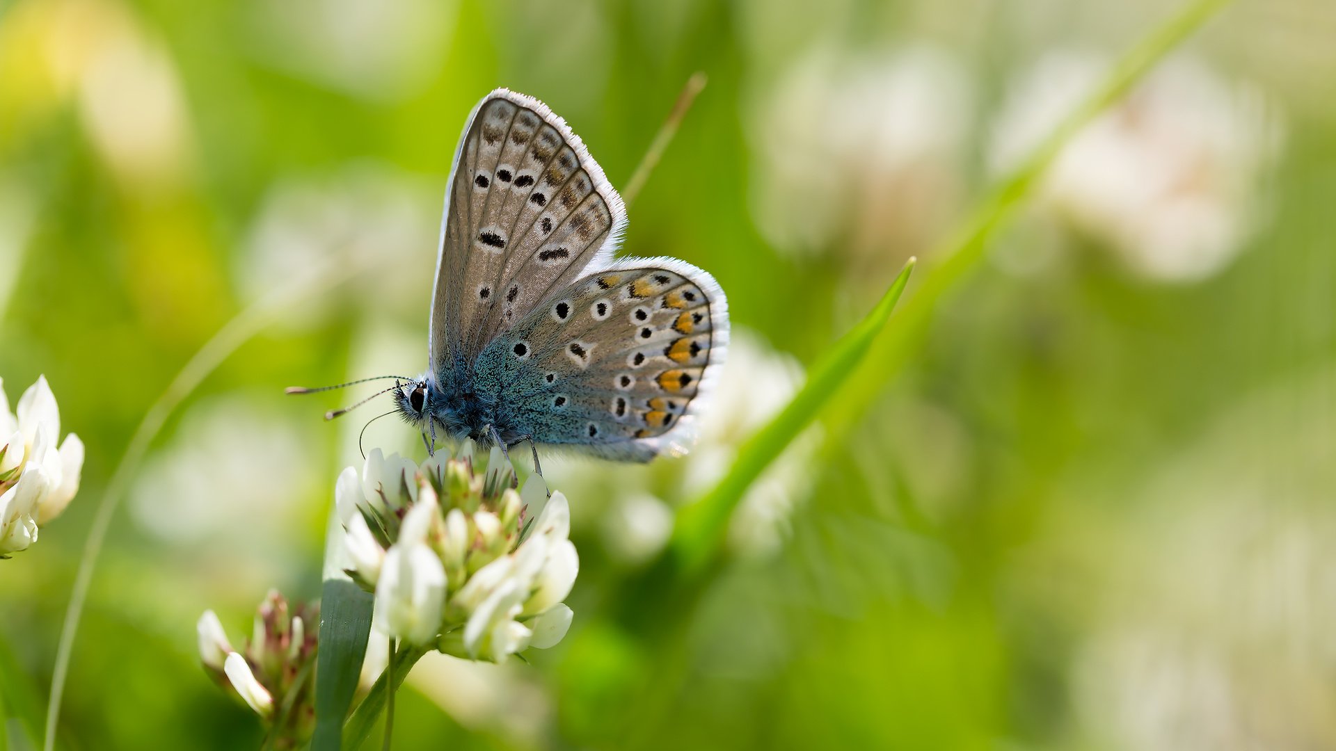 Обои природа, макро, бабочка, насекомые, боке, крупным планом, голубянка, nature, macro, butterfly, insects, bokeh, closeup, blue разрешение 2304x1536 Загрузить