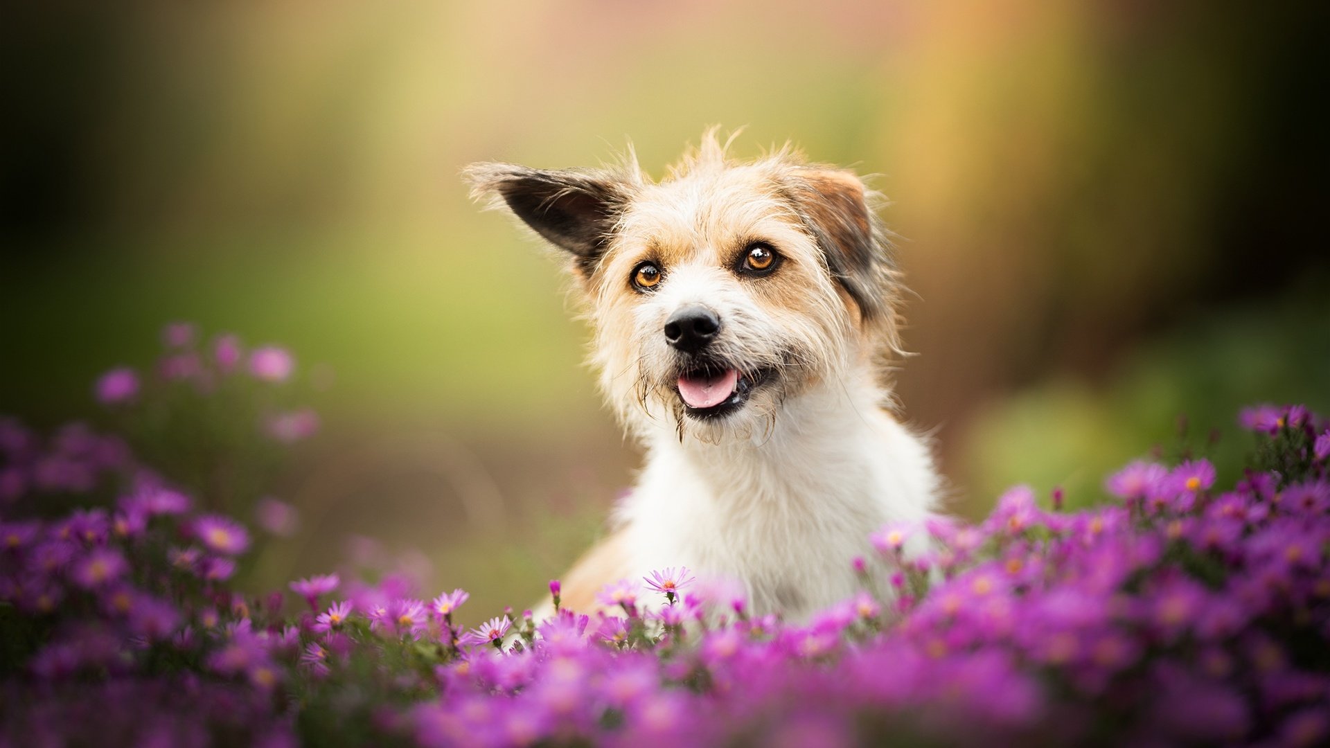 Обои цветы, собака, песик, боке, flowers, dog, doggie, bokeh разрешение 2048x1347 Загрузить
