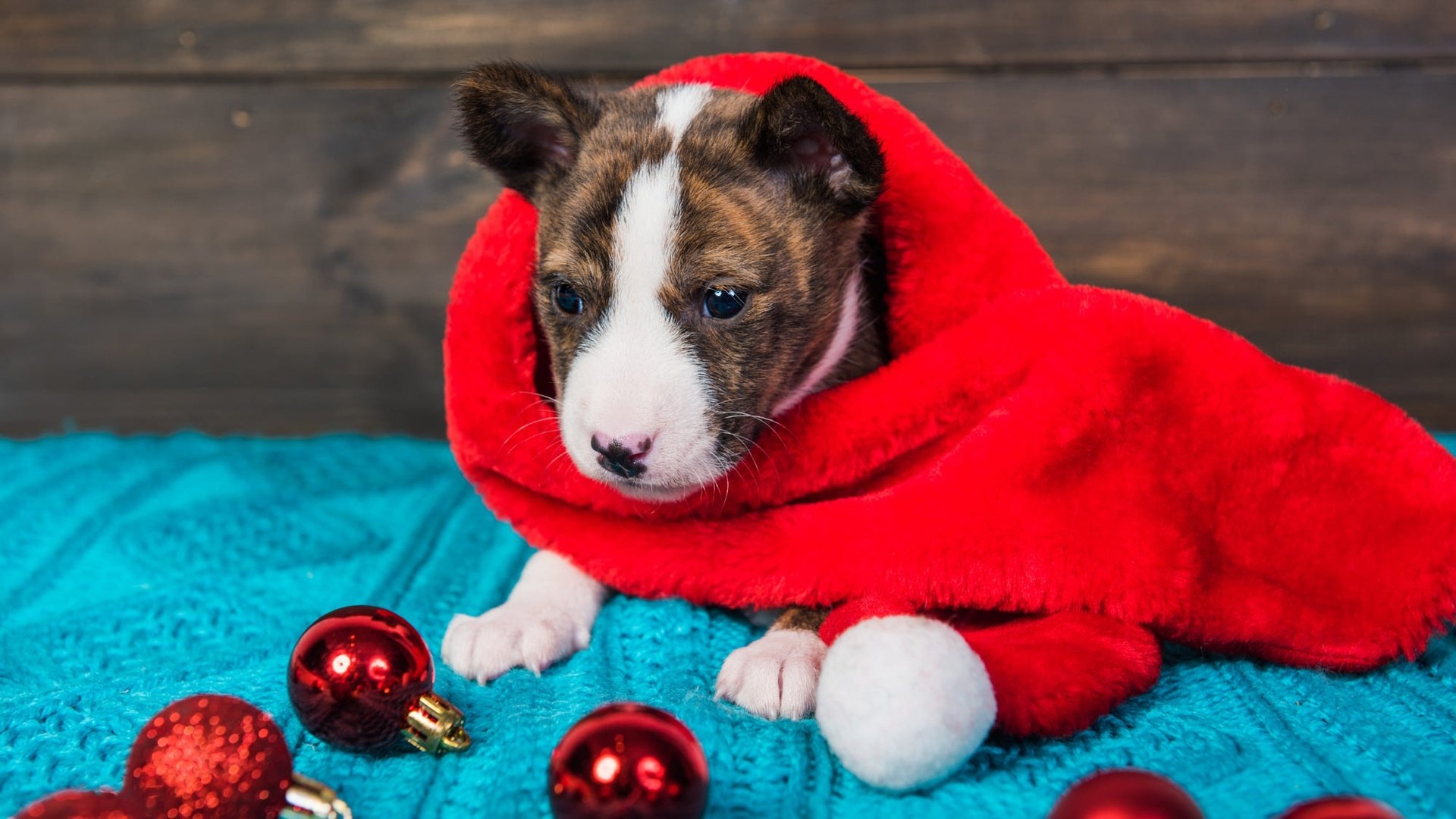 Обои щенок, мордашка, новогодние украшения, питбультерьер, питбуль, puppy, face, christmas decorations, pit bull terrier, pit bull разрешение 2000x1335 Загрузить