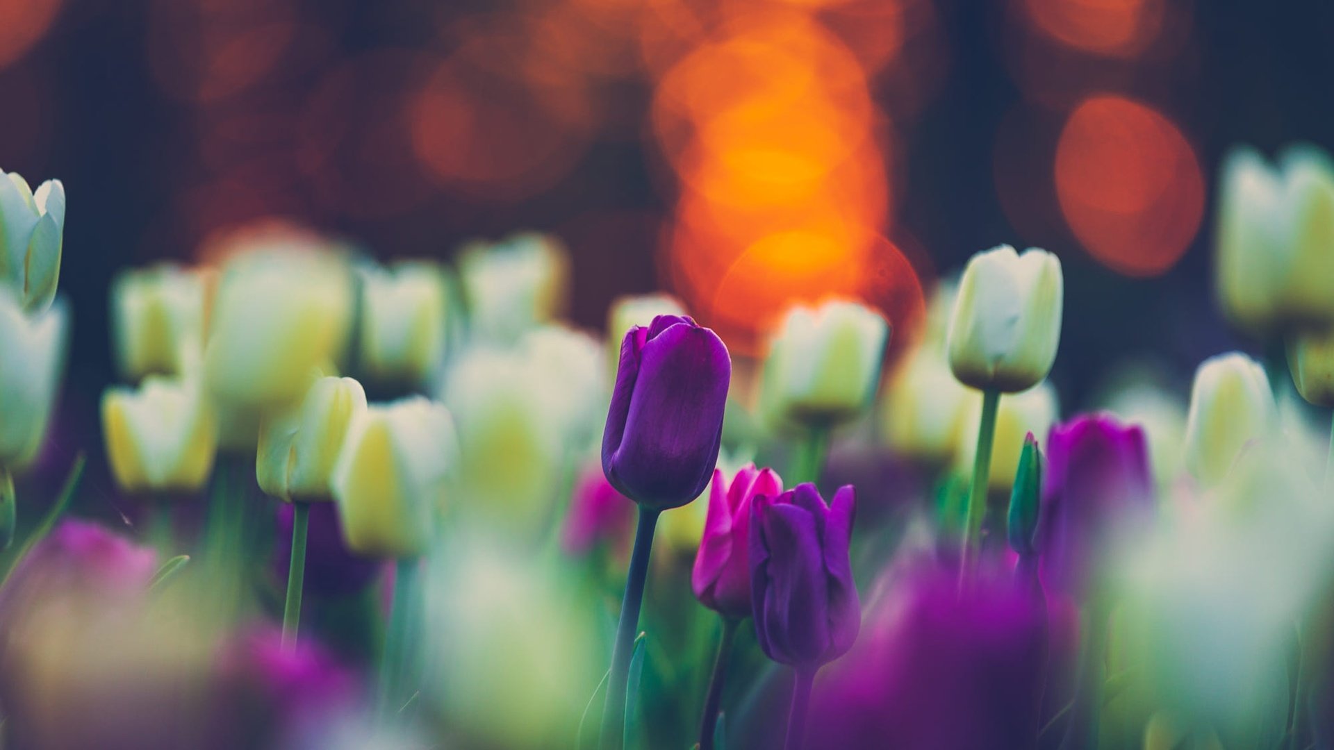 Обои цветы, весна, тюльпаны, клумба, flowers, spring, tulips, flowerbed разрешение 2000x1333 Загрузить