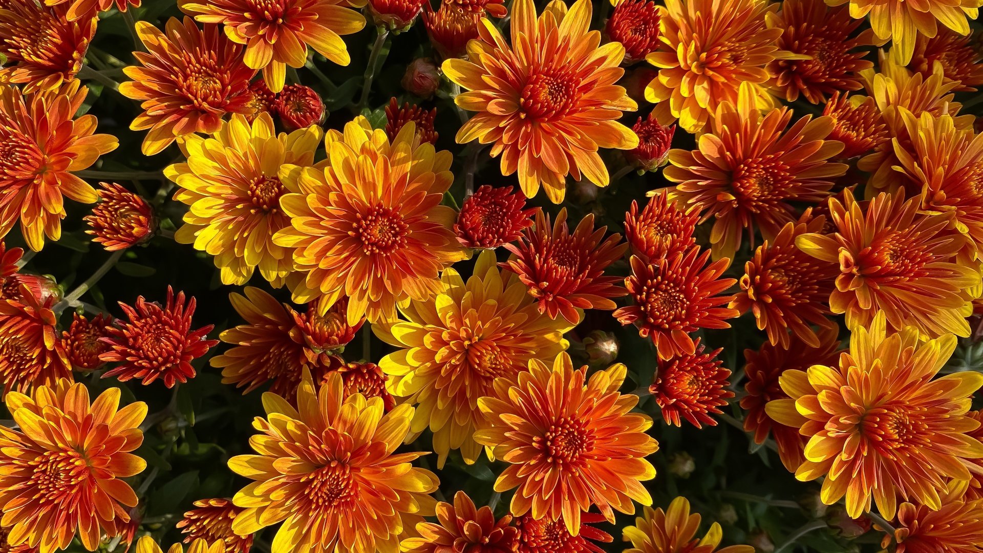 Обои куст, много, яркие, оранжевые, хризантемы, bush, a lot, bright, orange, chrysanthemum разрешение 3561x2544 Загрузить