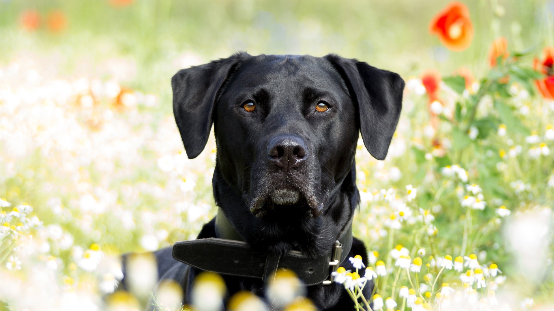 Обои лето, собака, маки, ромашки, лабрадор, ретривер, summer, dog, maki, chamomile, labrador, retriever разрешение 3840x2560 Загрузить