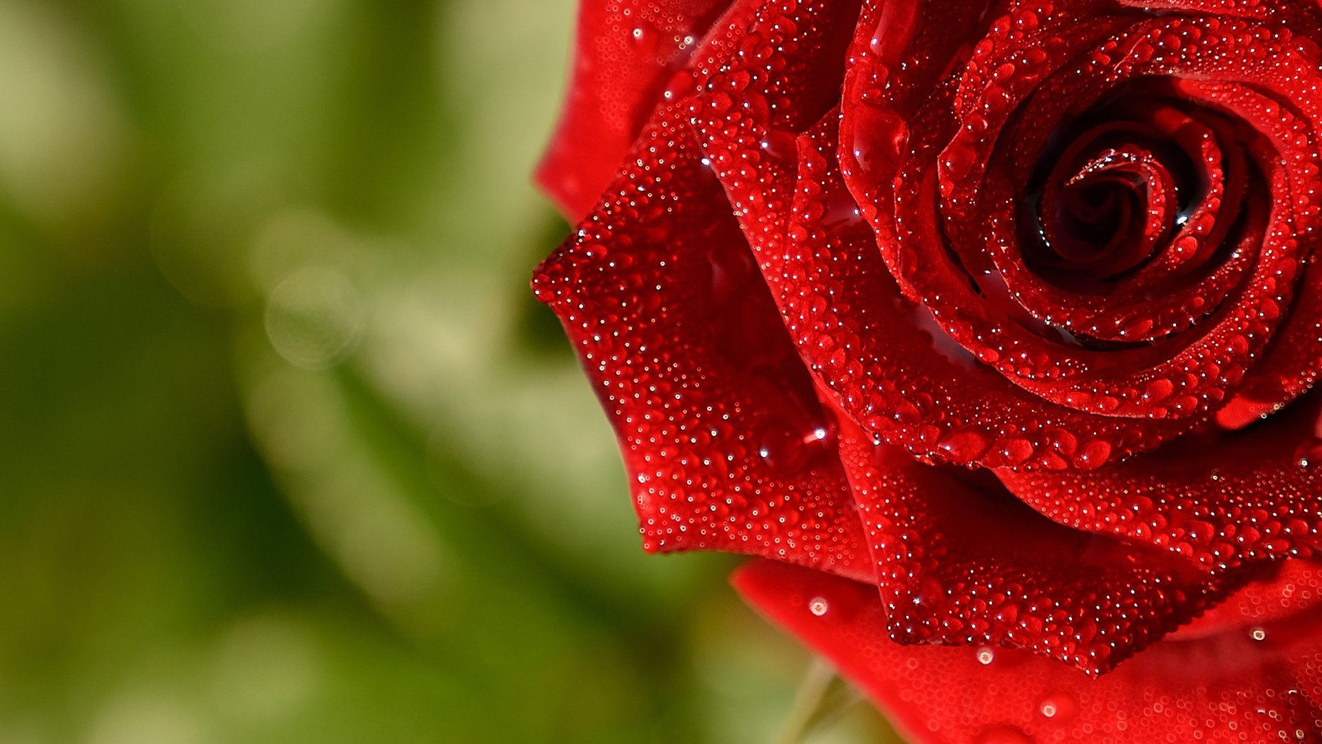 Обои макро, капли, роза, красная, macro, drops, rose, red разрешение 2560x1705 Загрузить