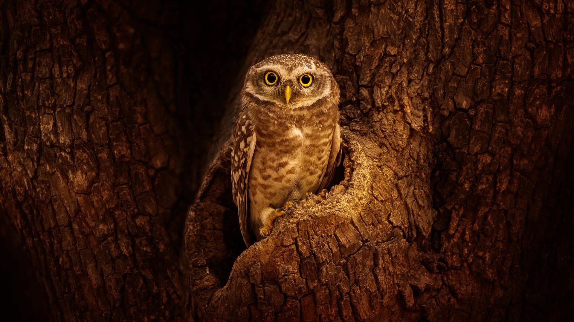 Обои сова, дерево, взгляд, птица, кора, дупло, сыч, owl, tree, look, bird, bark, the hollow разрешение 2000x1125 Загрузить