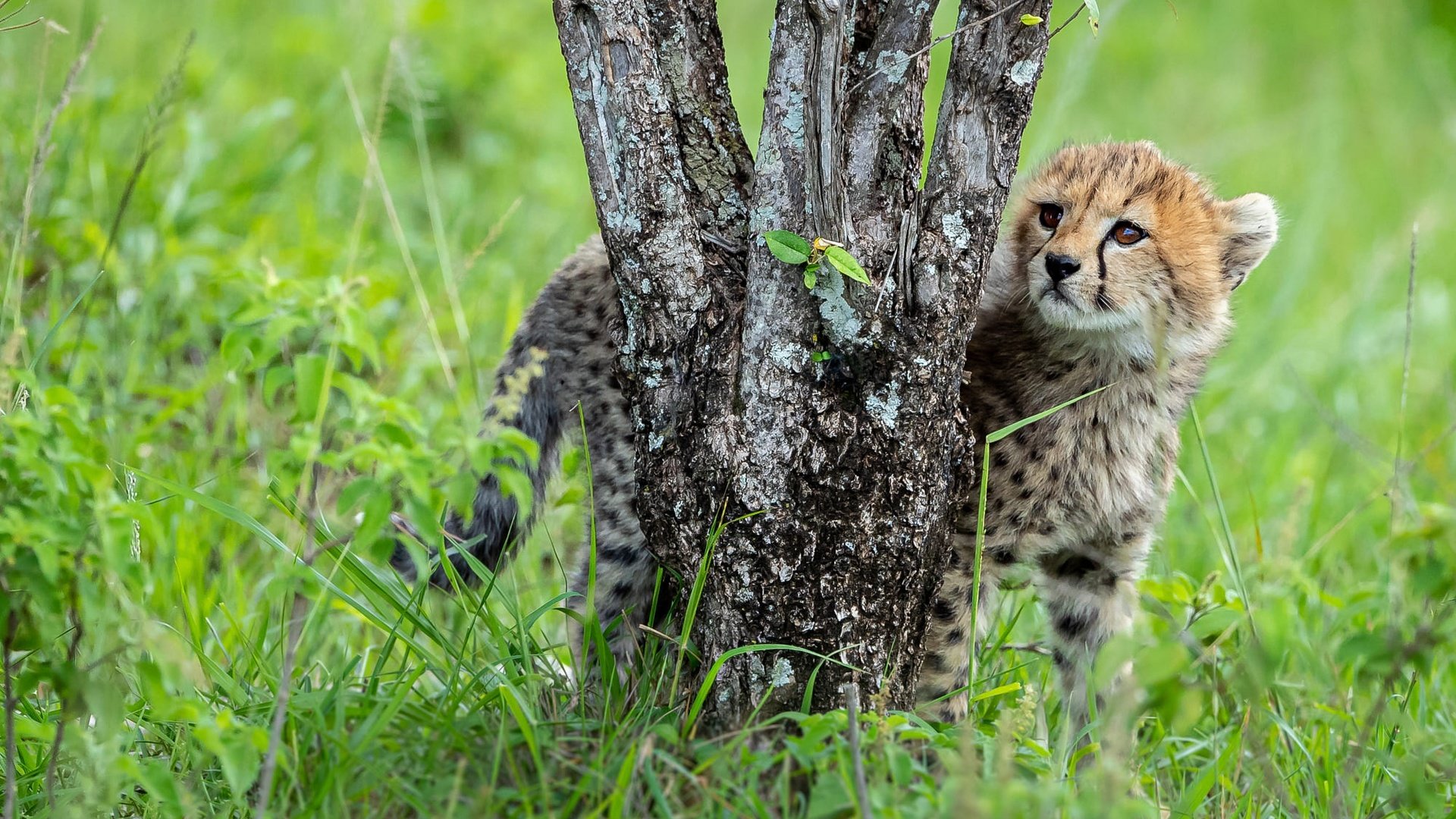 Обои трава, дерево, стволы, поляна, малыш, гепард, детеныш, grass, tree, trunks, glade, baby, cheetah, cub разрешение 2000x1334 Загрузить