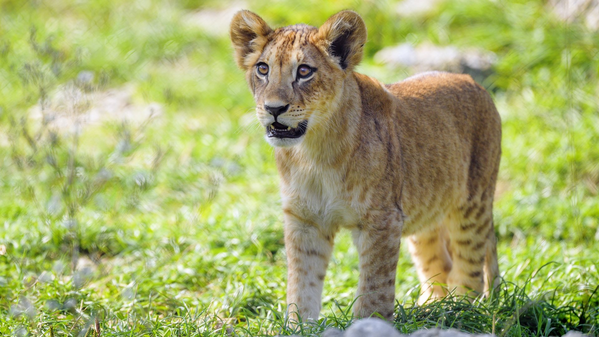 Обои трава, поляна, львёнок, боке, grass, glade, lion, bokeh разрешение 5082x3388 Загрузить