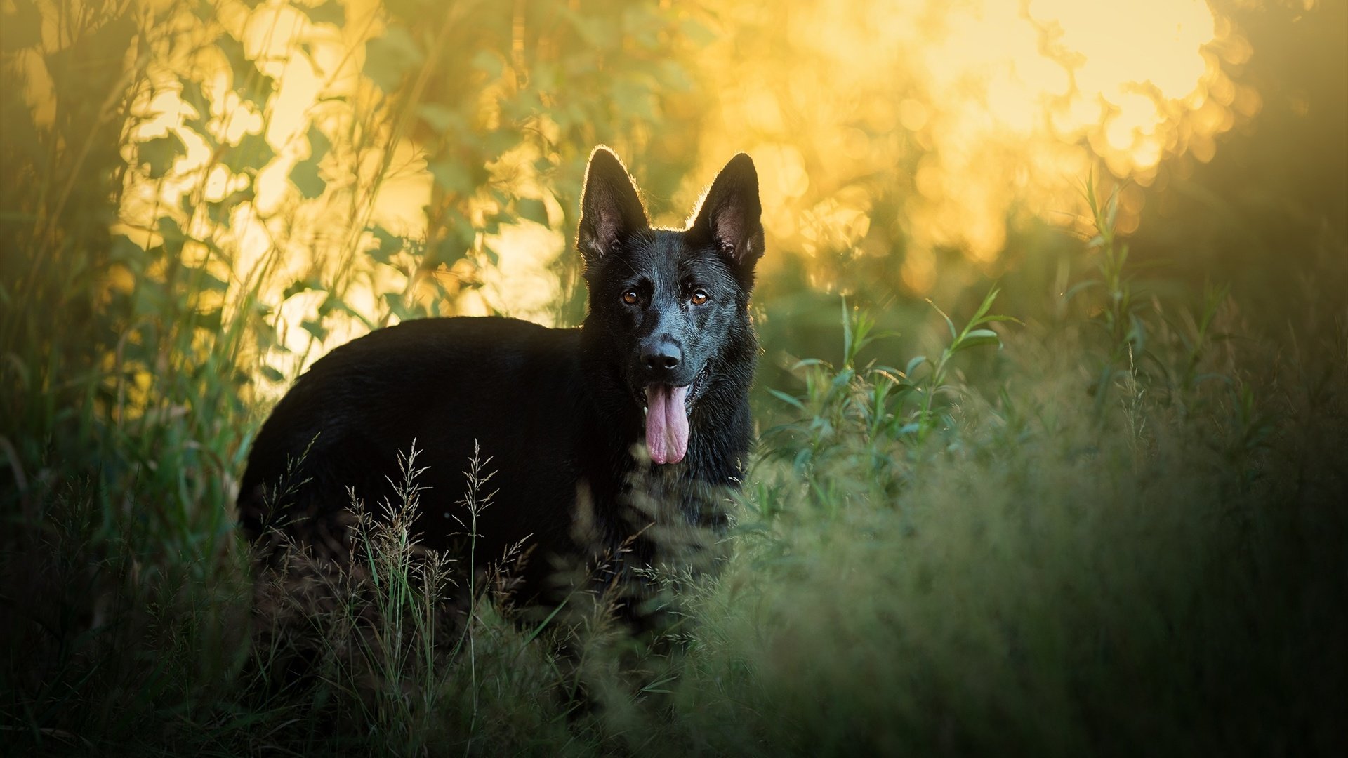 Обои трава, собака, немецкая овчарка, grass, dog, german shepherd разрешение 2048x1434 Загрузить