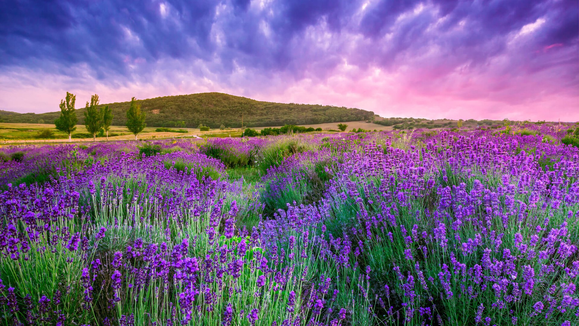 Обои цветы, восход, пейзаж, поле, лаванда, венгрия, flowers, sunrise, landscape, field, lavender, hungary разрешение 2560x1600 Загрузить