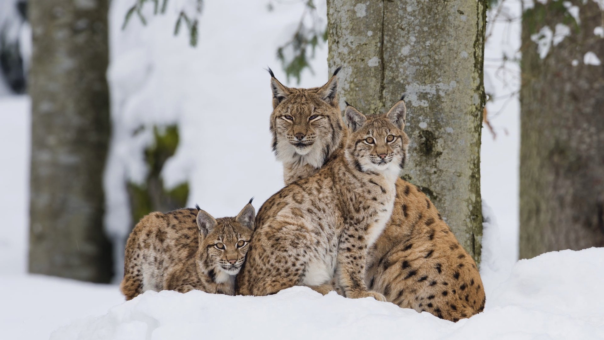 Обои деревья, снег, зима, рысь, взгляд, семья, рыси, рысёнок, trees, snow, winter, lynx, look, family, a small lynx разрешение 2000x1335 Загрузить