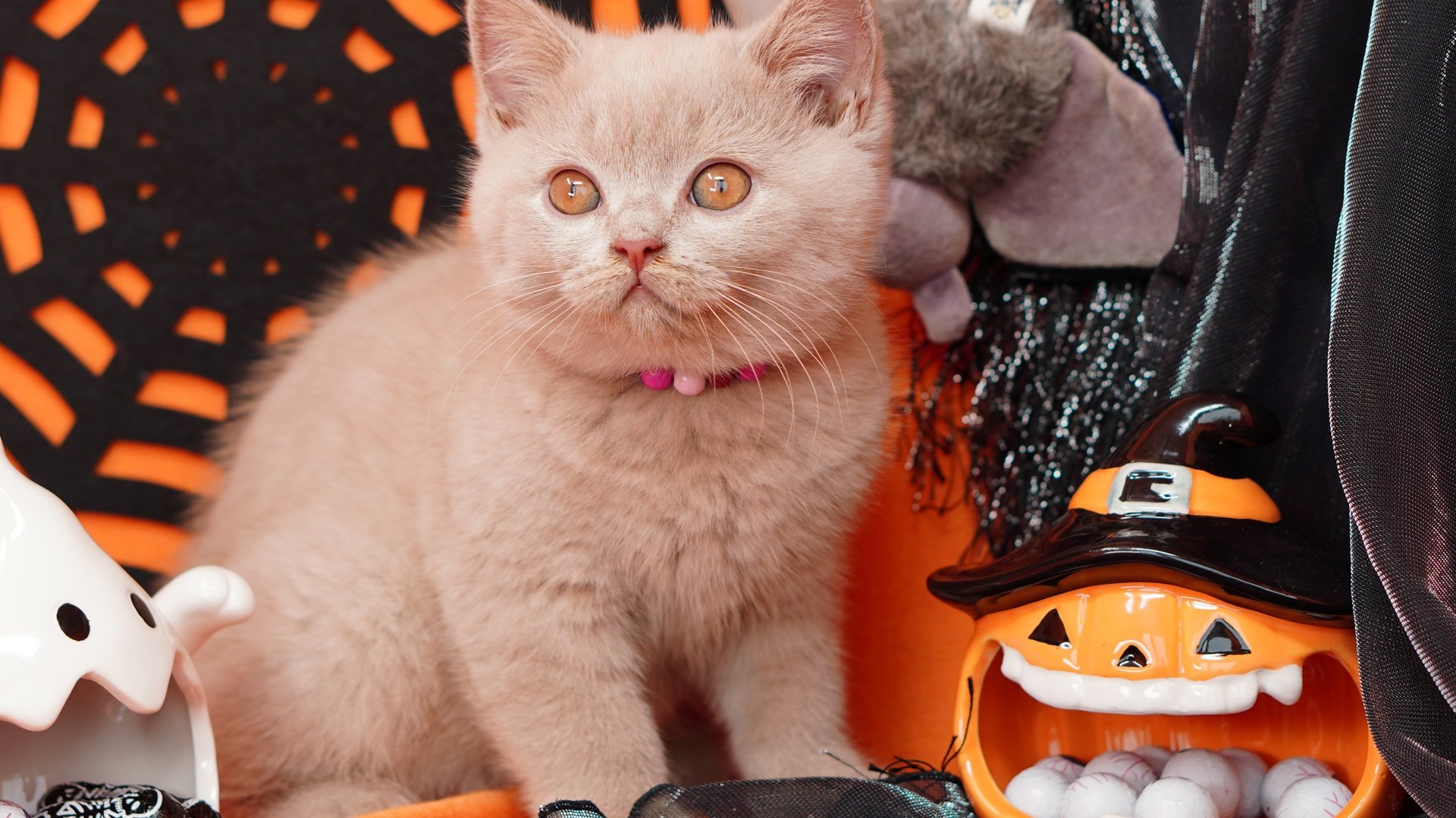 Обои ткань, глаза, игрушки, поза, бусы, кошка, взгляд, паутина, осень, праздник, конфеты, хэллоуин, котенок, тыква, серый, оранжевый фон, fabric, eyes, toys, pose, beads, cat, look, web, autumn, holiday, candy, halloween, kitty, pumpkin, grey, orange background разрешение 4646x3097 Загрузить