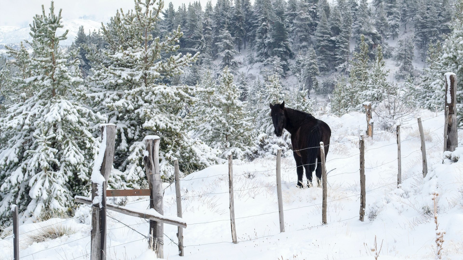 Обои лошадь, снег, природа, лес, зима, забор, ограждение, ели, конь, horse, snow, nature, forest, winter, the fence, ate разрешение 3202x2171 Загрузить