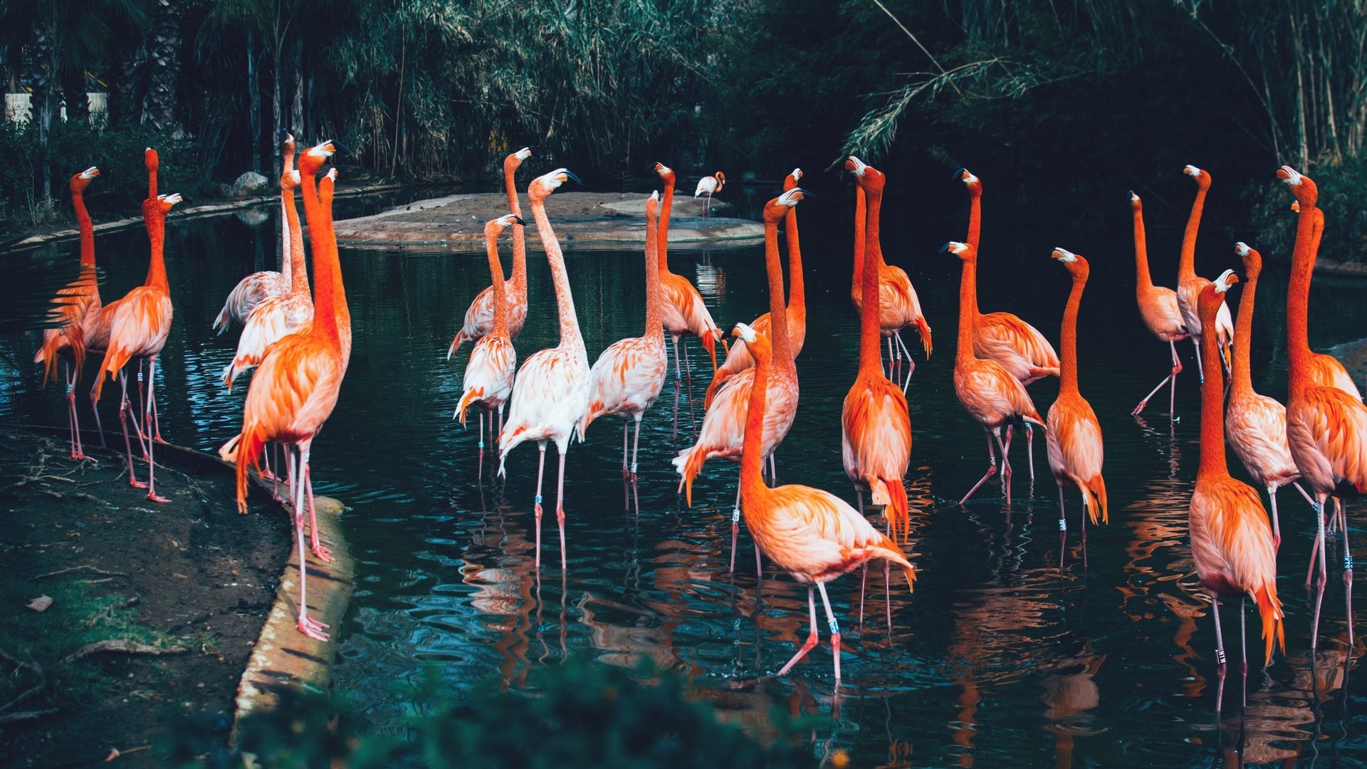 Обои природа, фламинго, nature, flamingo разрешение 2400x1598 Загрузить