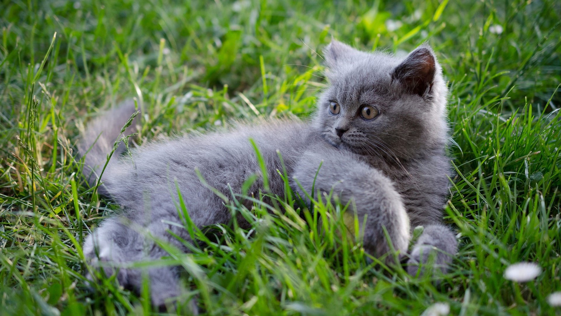 Обои трава, кошка, взгляд, котенок, лежит, мордашка, британский, grass, cat, look, kitty, lies, face, british разрешение 2000x1325 Загрузить