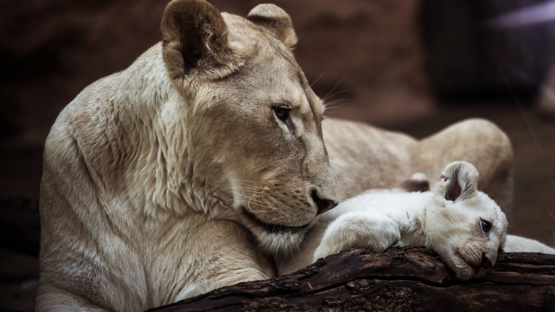 Обои львица, lioness разрешение 3840x2400 Загрузить